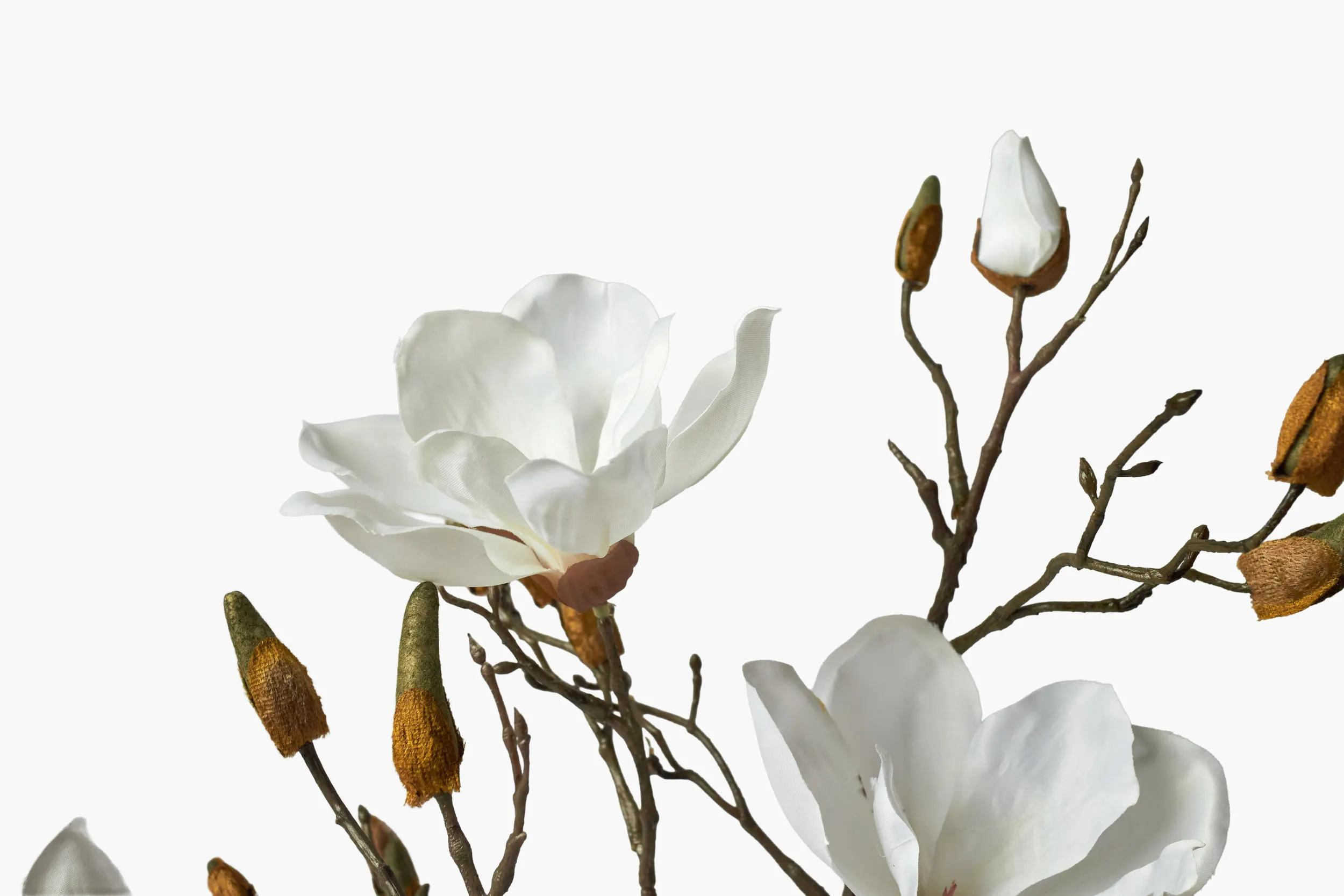 Short Branch Magnolia Potted - White secondary view