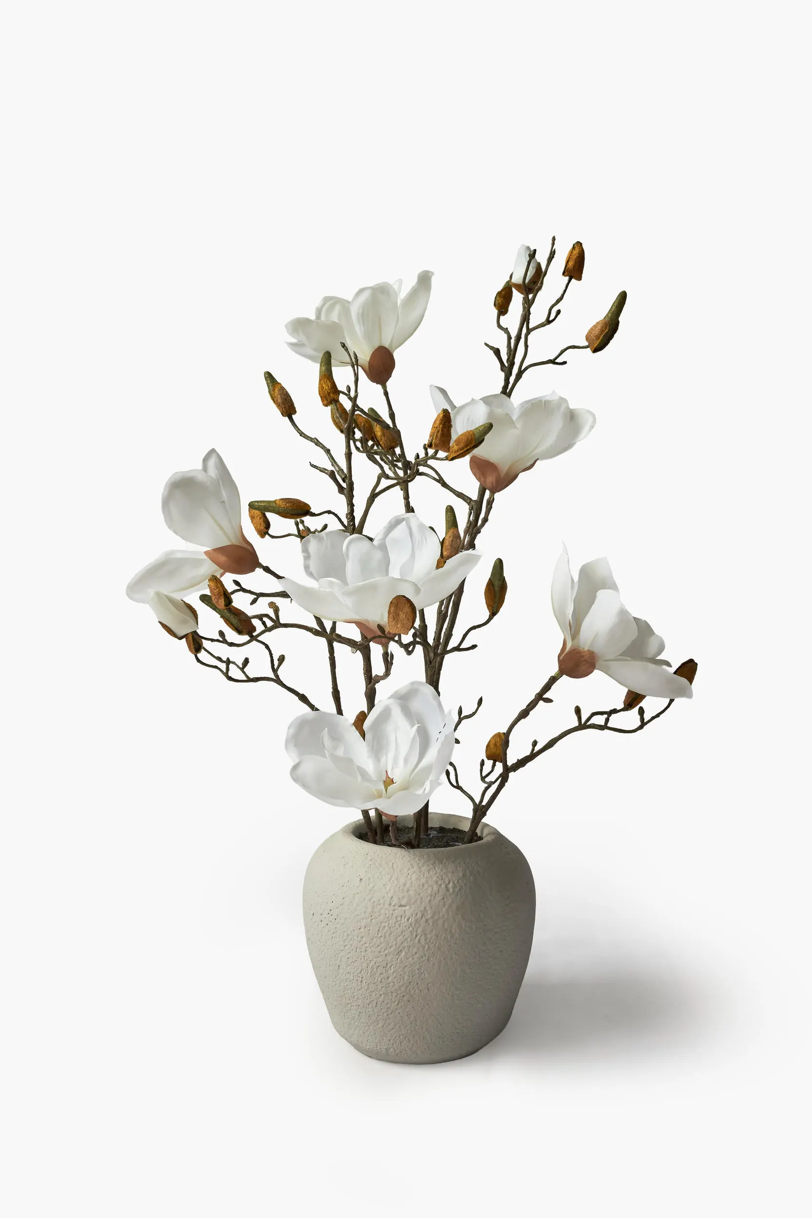 Short Branch Magnolia Potted - White