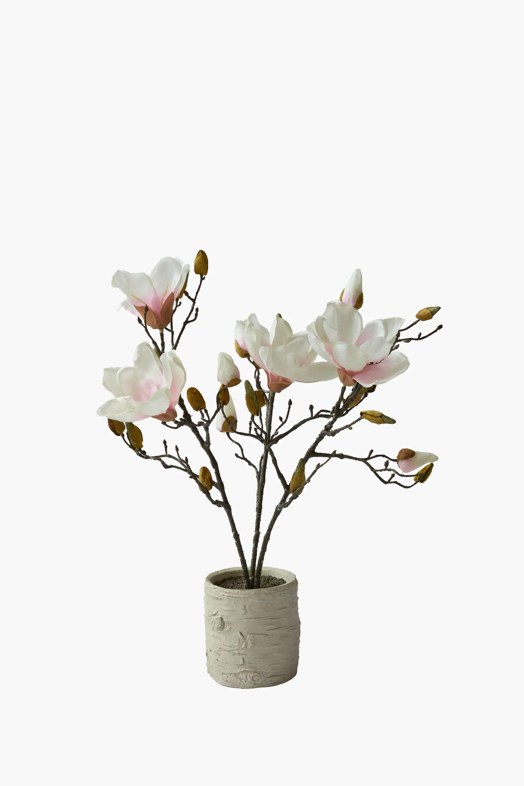 Short Branch Magnolia Potted - Pink