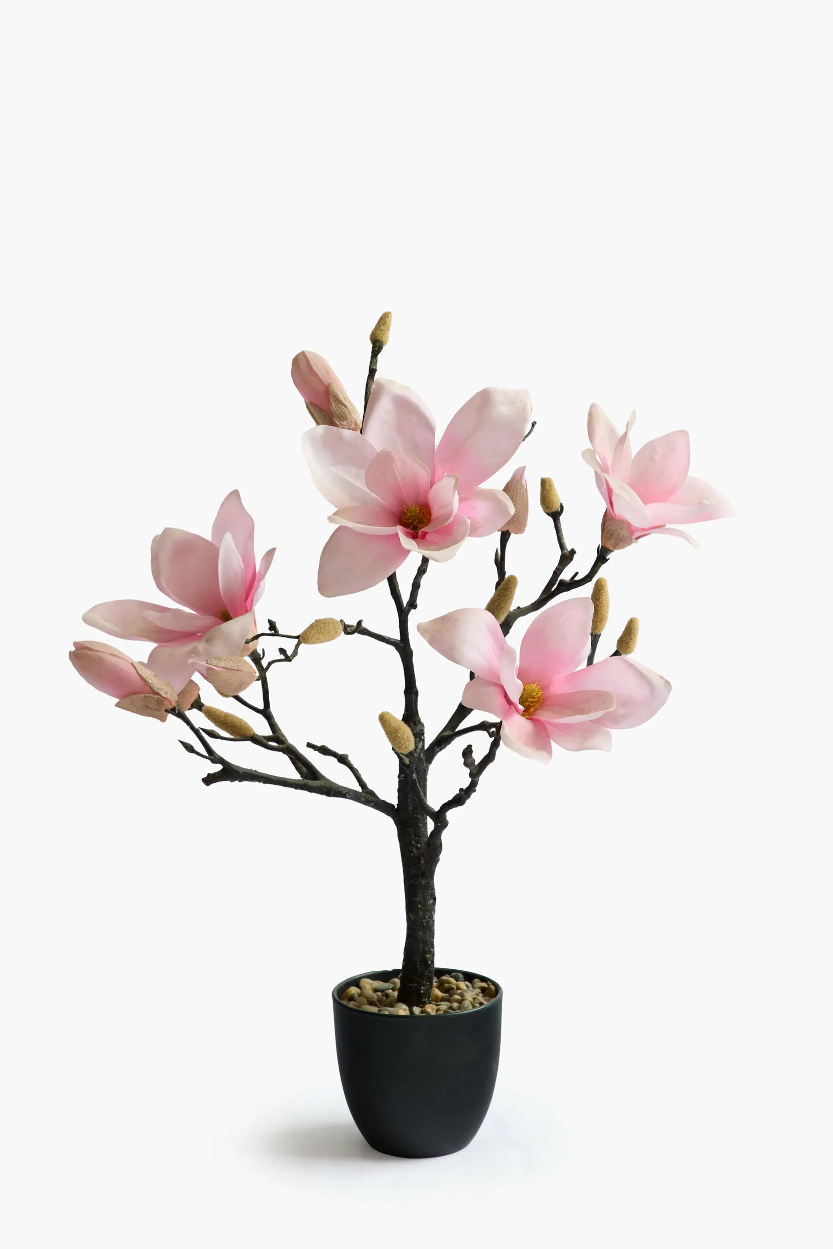 Short Branch Magnolia Potted - Pink