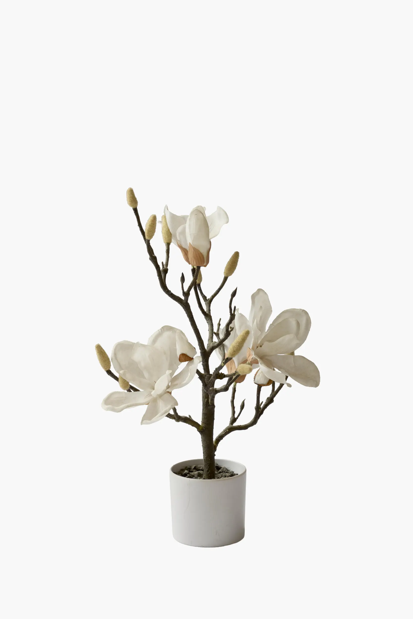 Short Branch Magnolia Potted