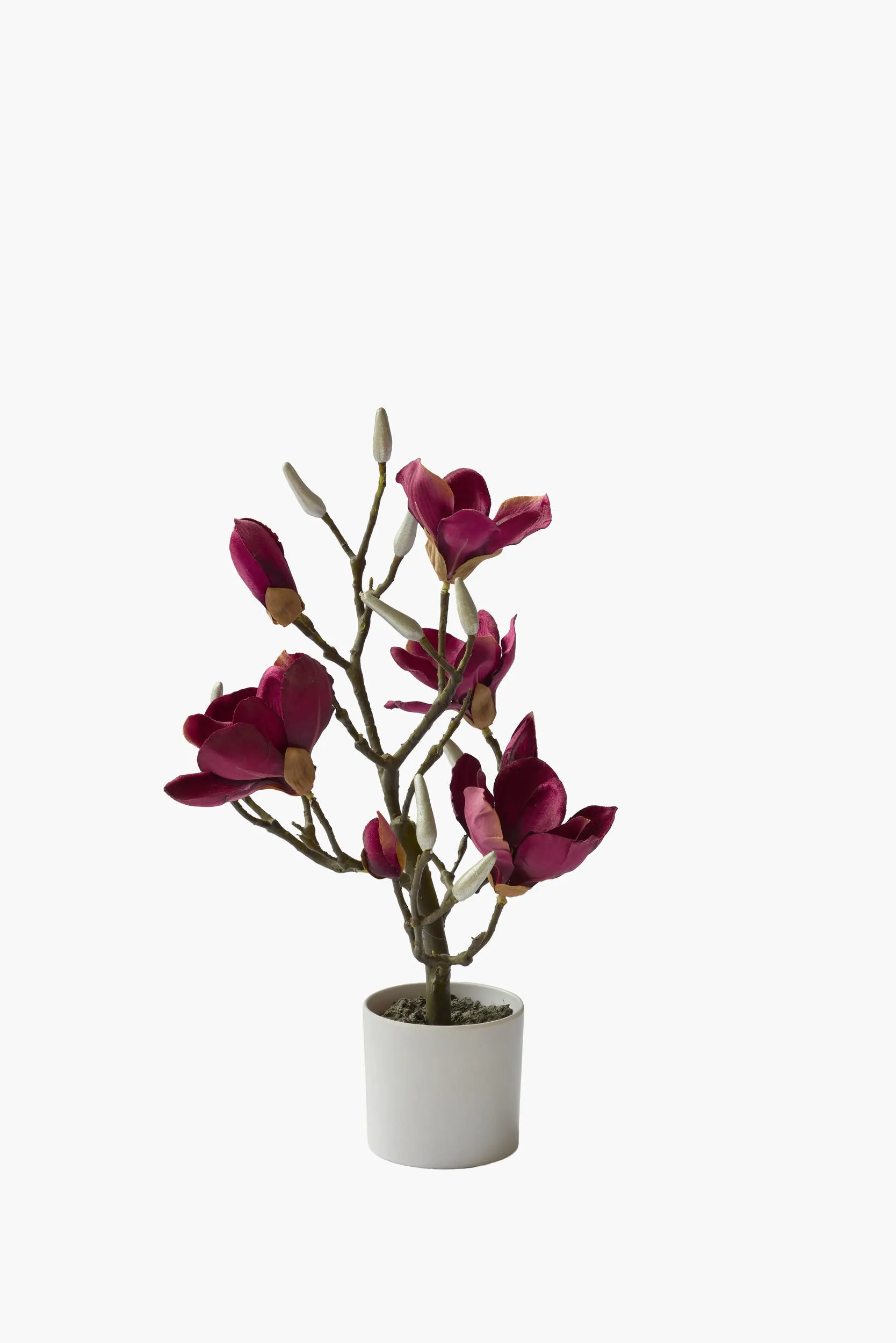 Short Branch Magnolia Potted - Red