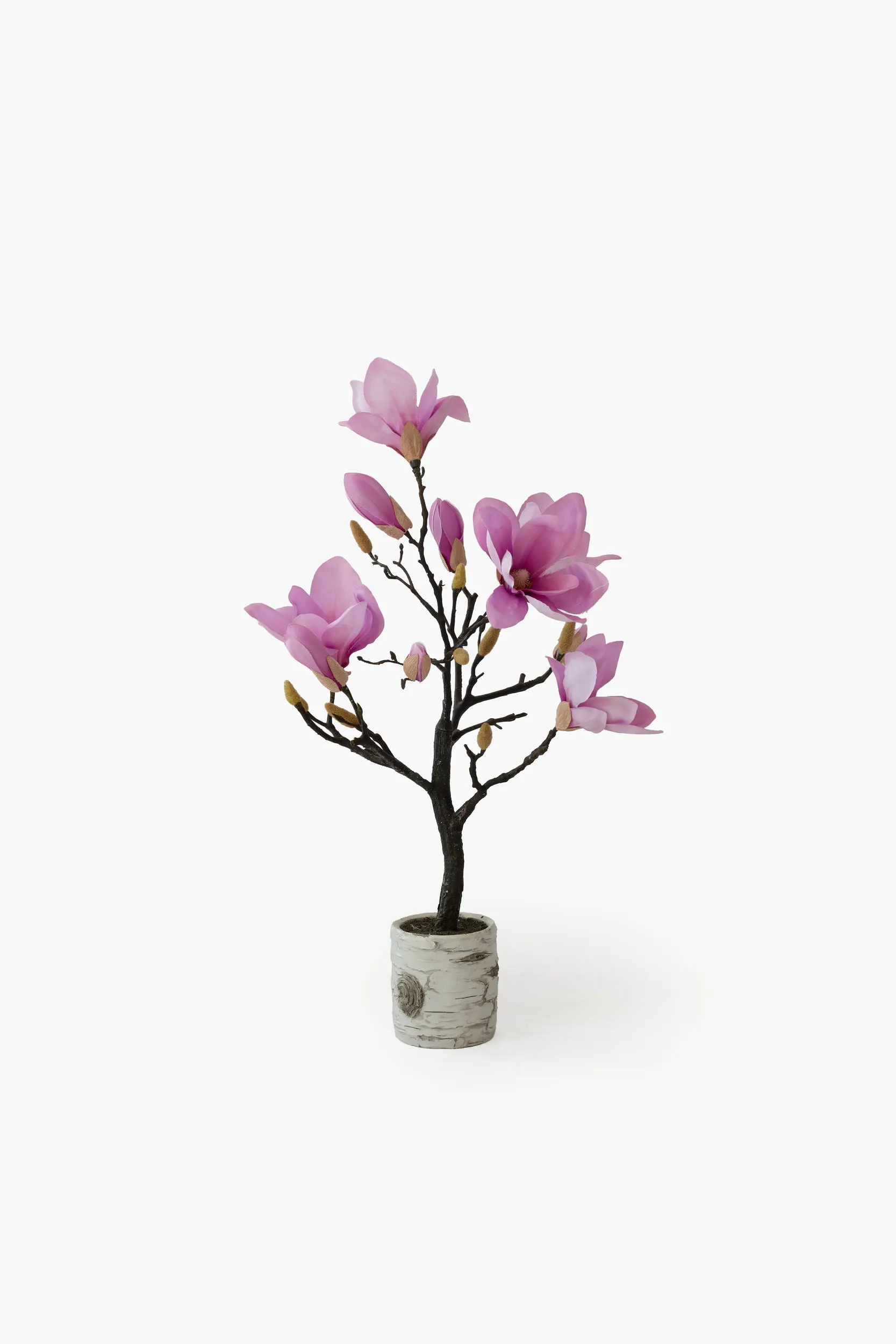 Short Branch Magnolia Potted