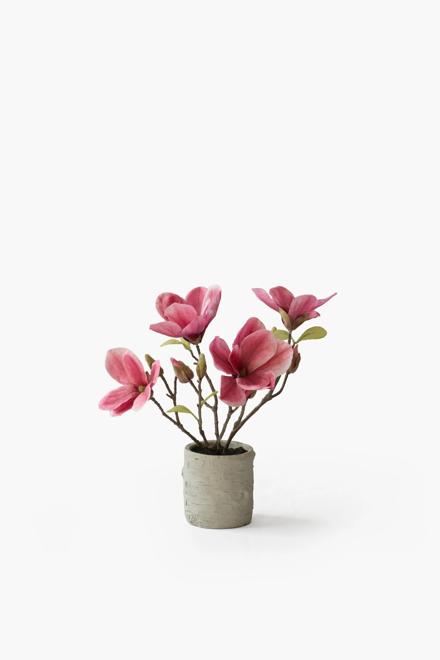 Short Branch Magnolia Potted - Red