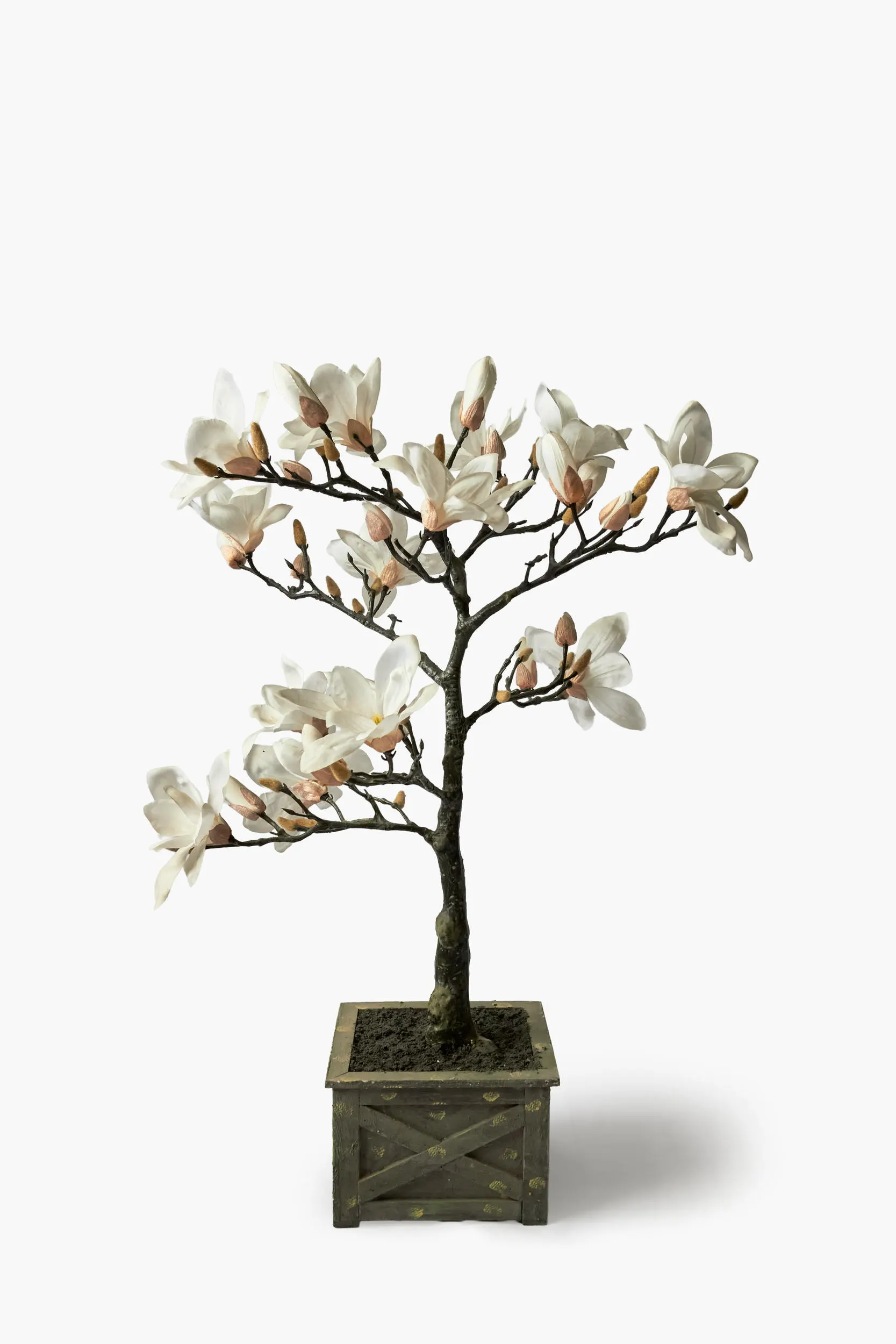 Magnolia Tree
