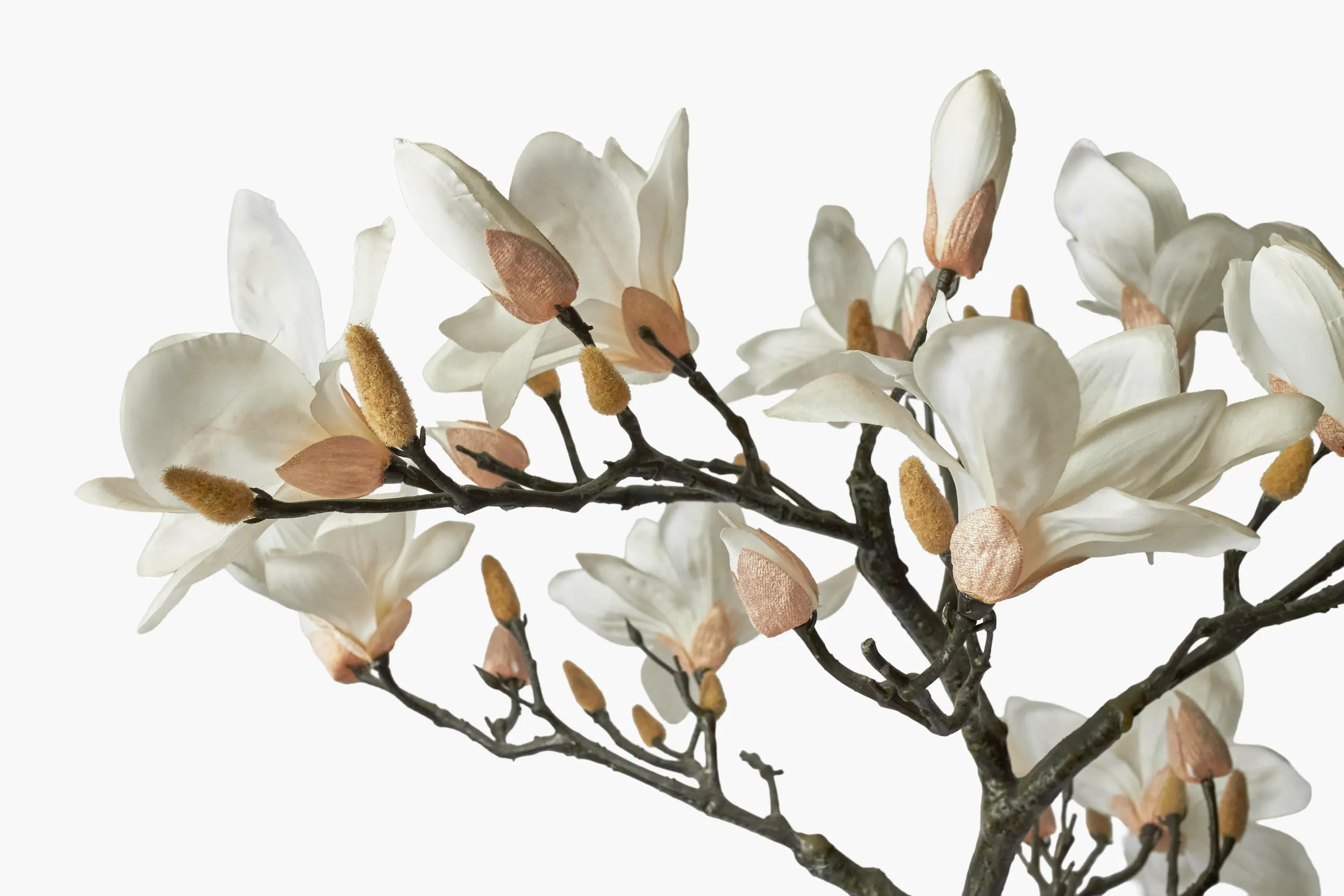 Magnolia Tree secondary view