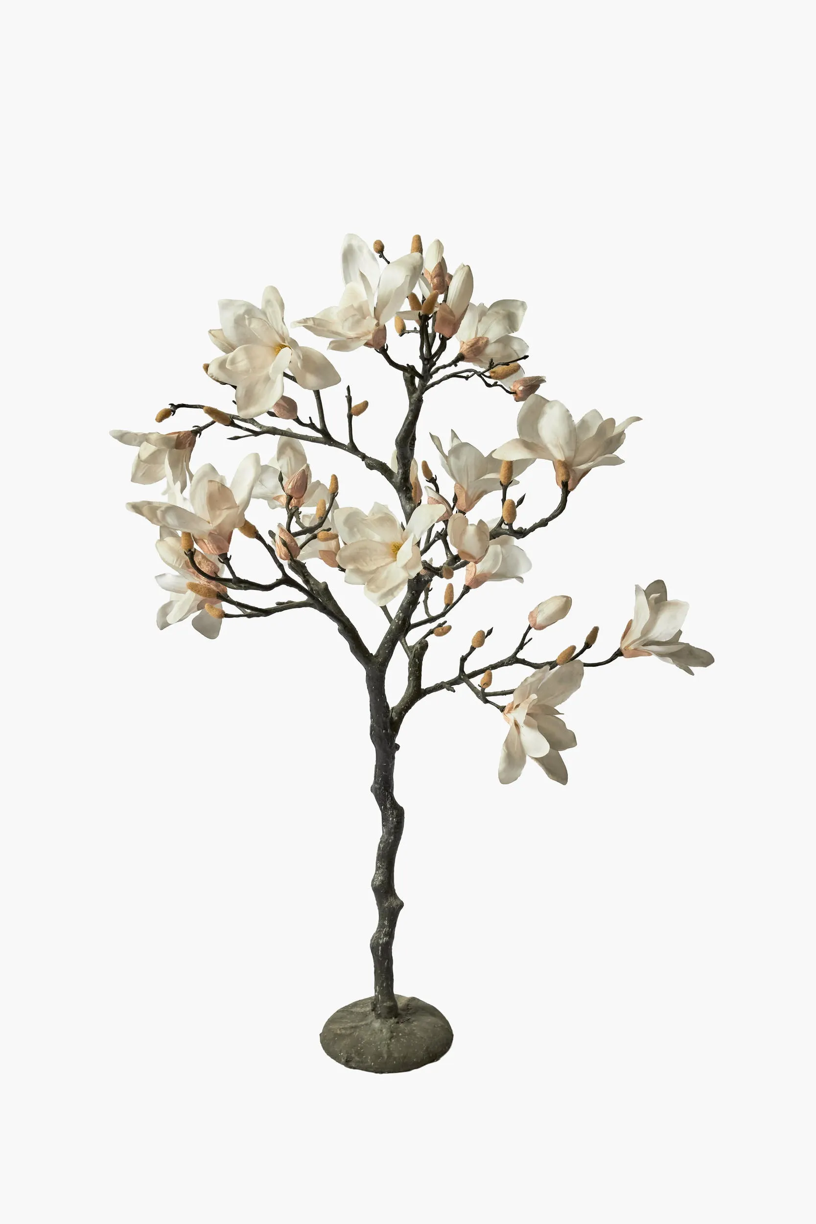 Magnolia Tree