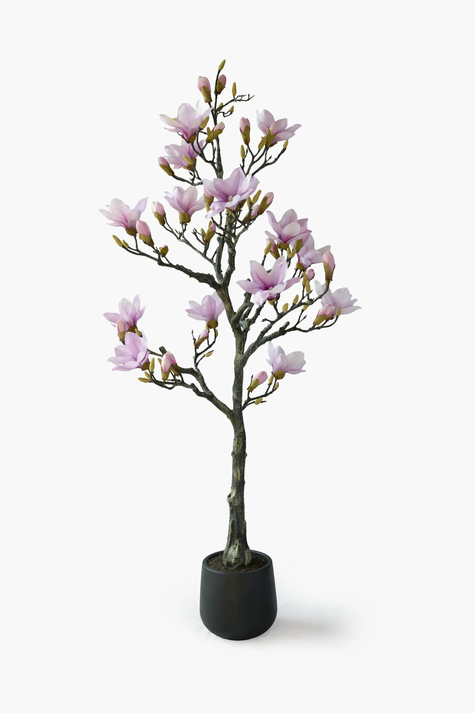 Magnolia Tree