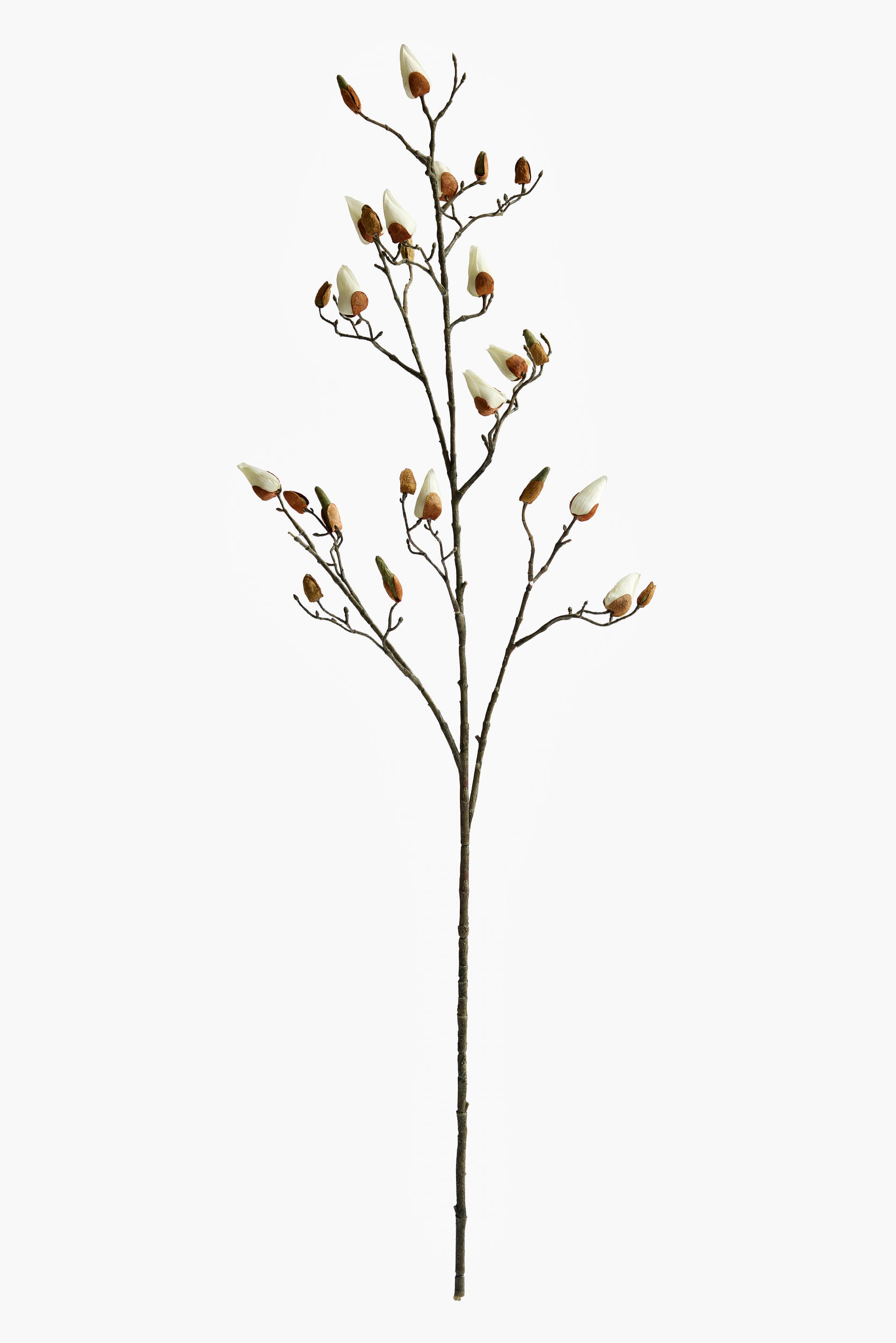 Large Branch Magnolia Buds - Cream