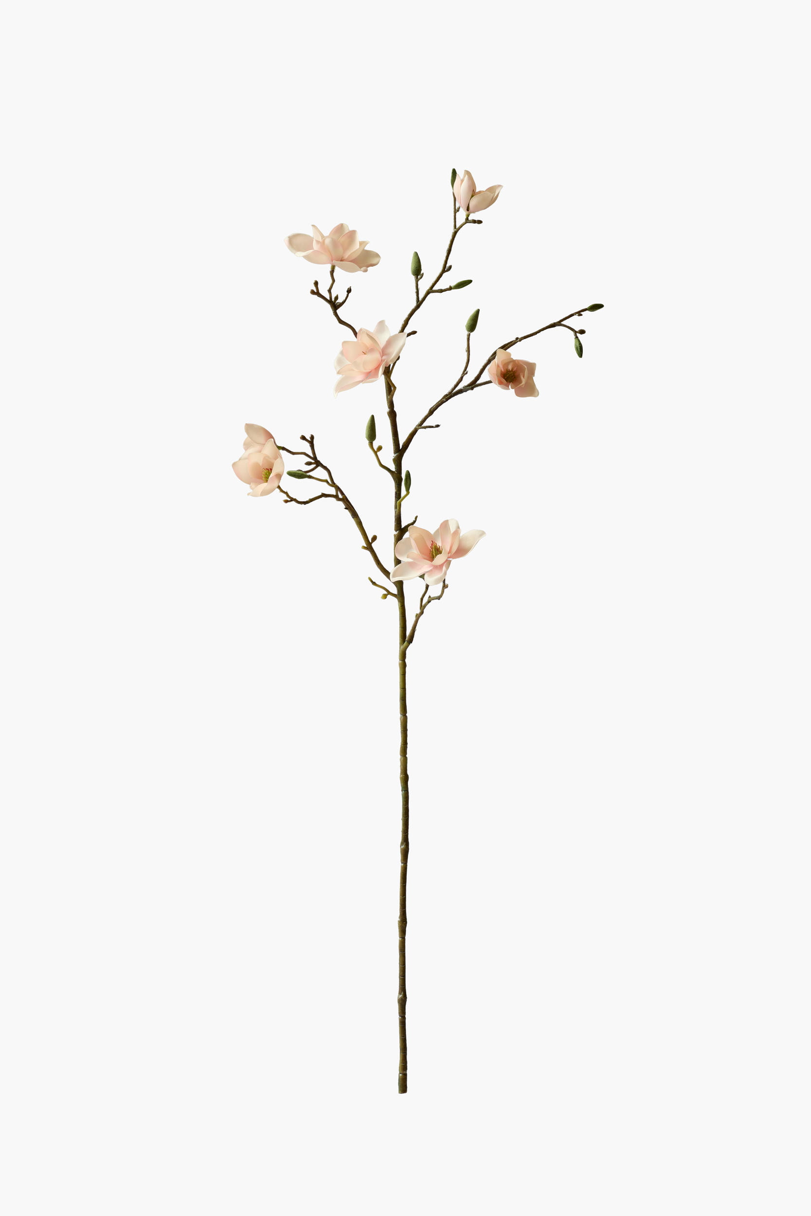 Medium Branch Southern Magnolia - Light Yellow