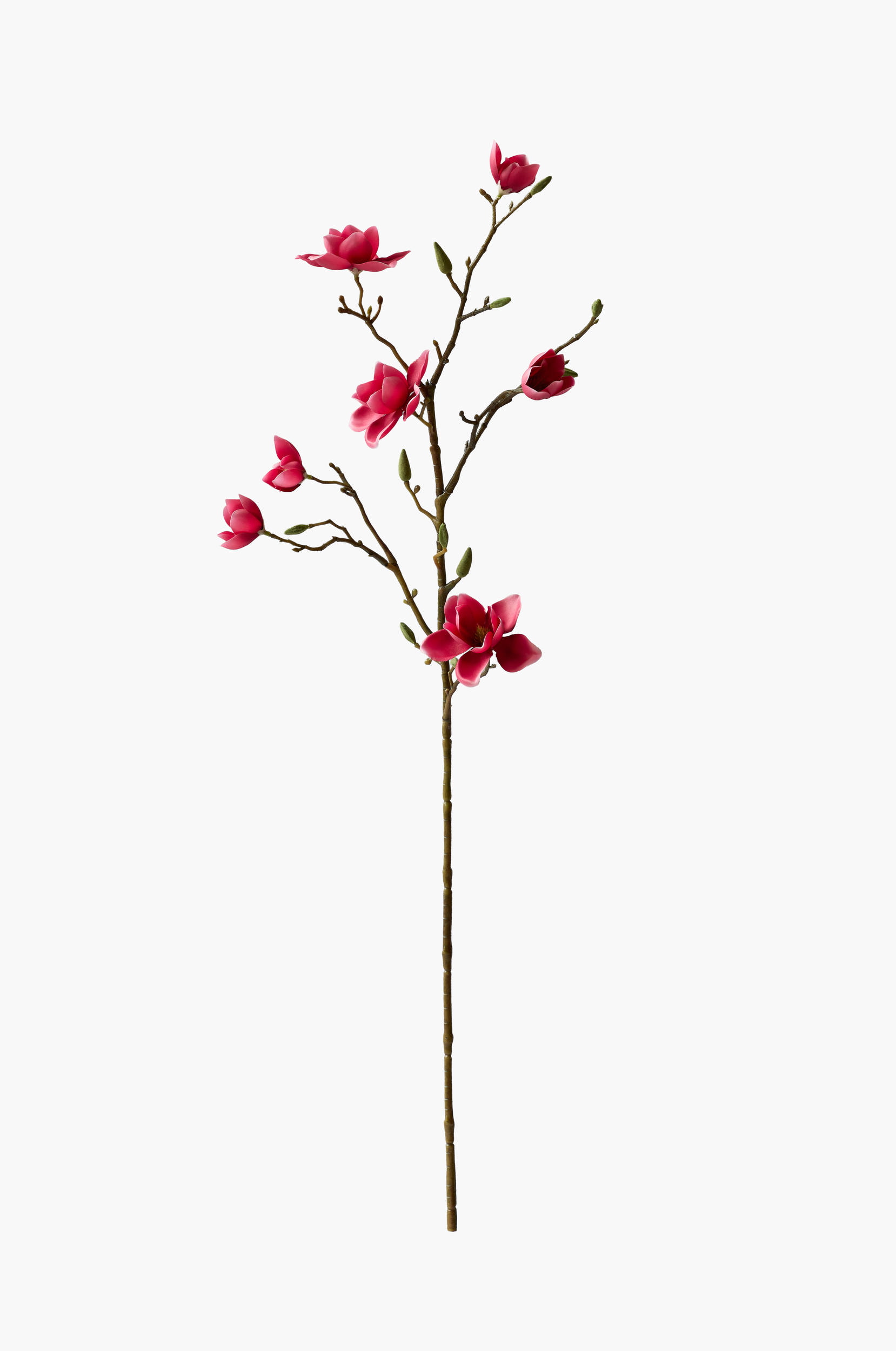 Medium Branch Southern Magnolia - Red