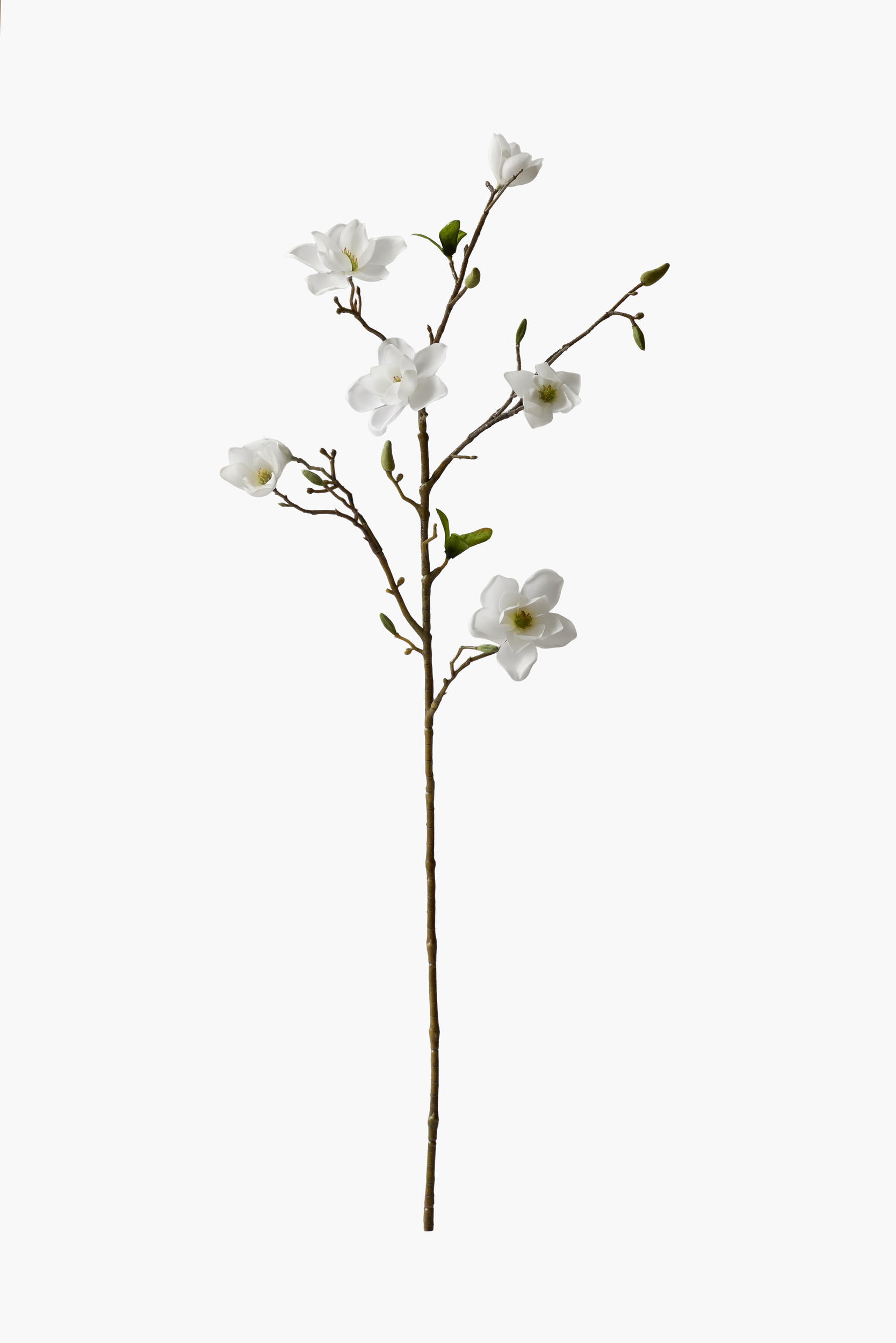 Medium Branch Southern Magnolia - White