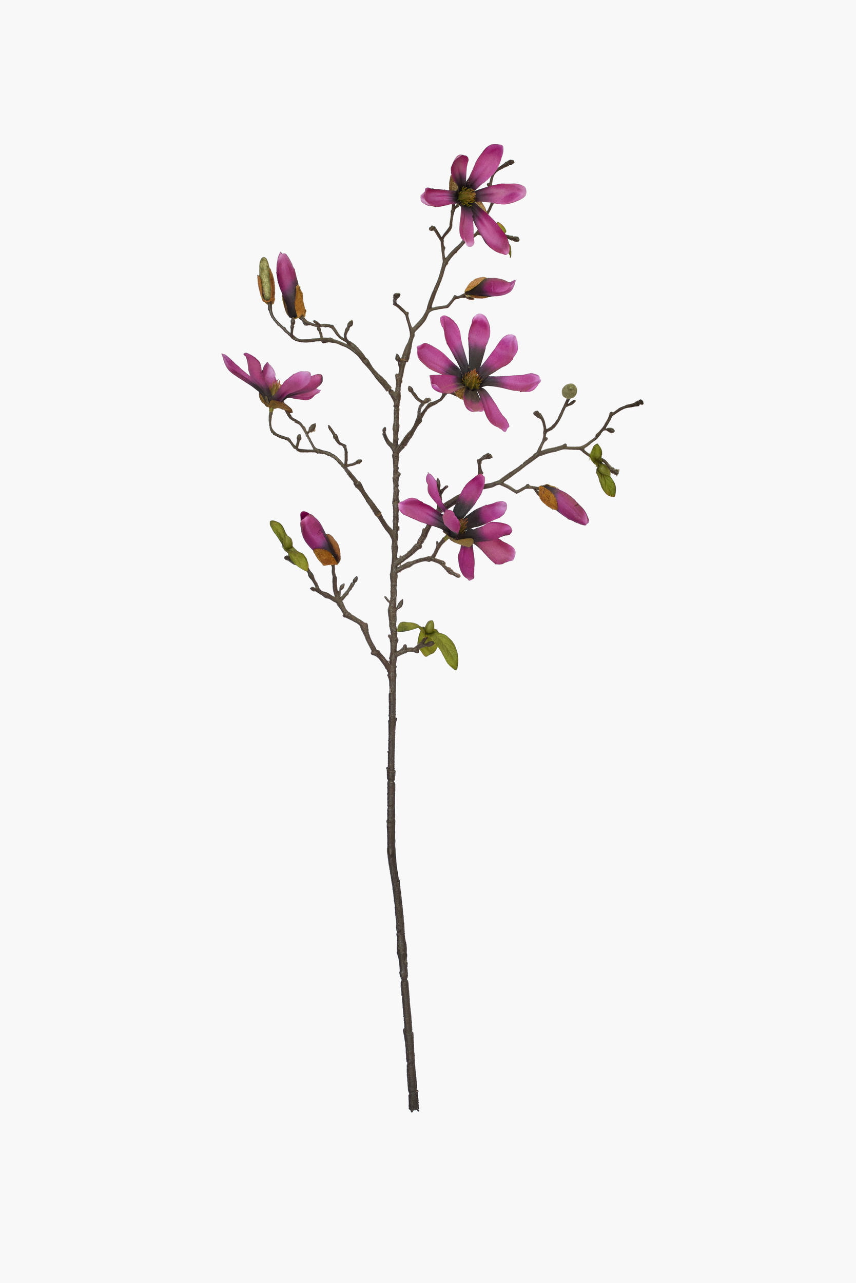 Medium Branch Star Magnolia - Deep Purple