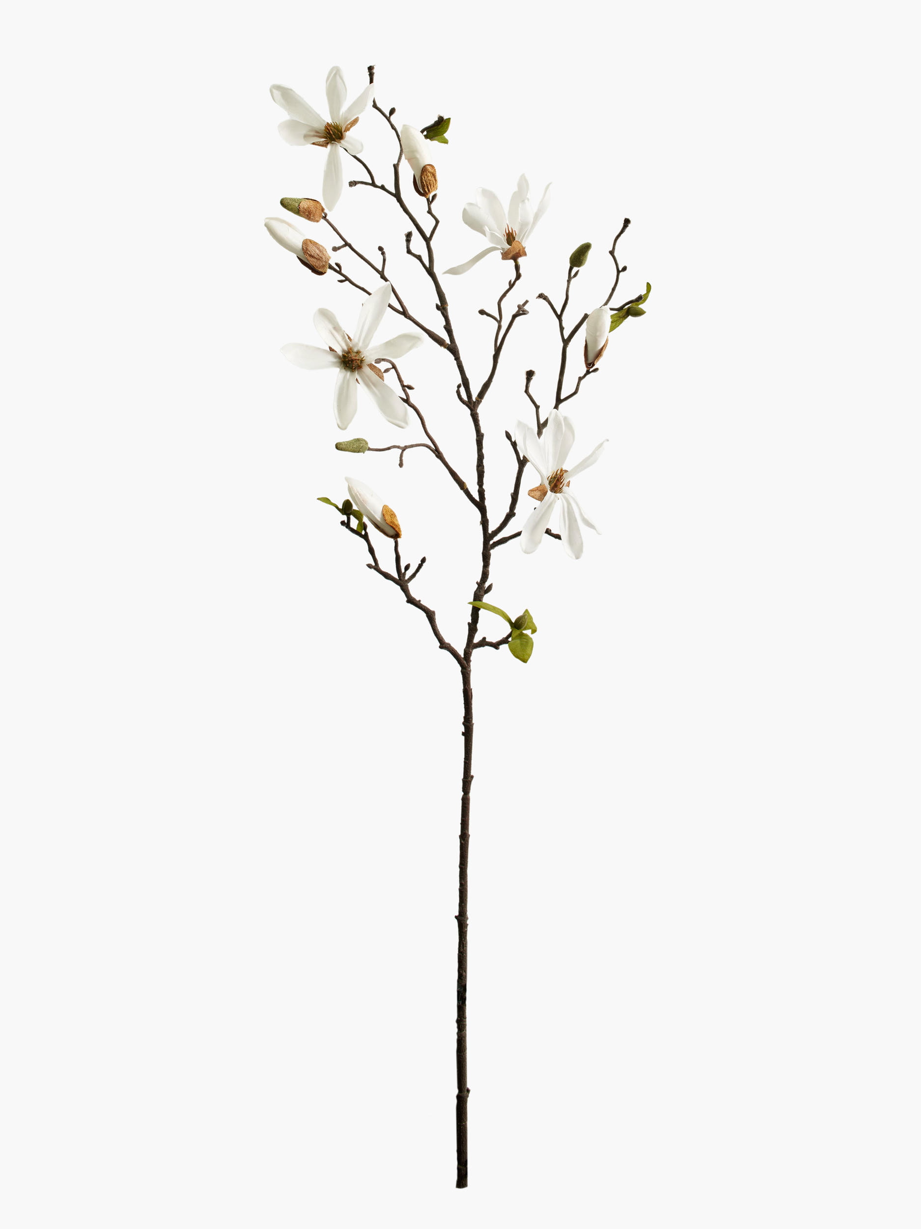 Medium Branch Star Magnolia - White