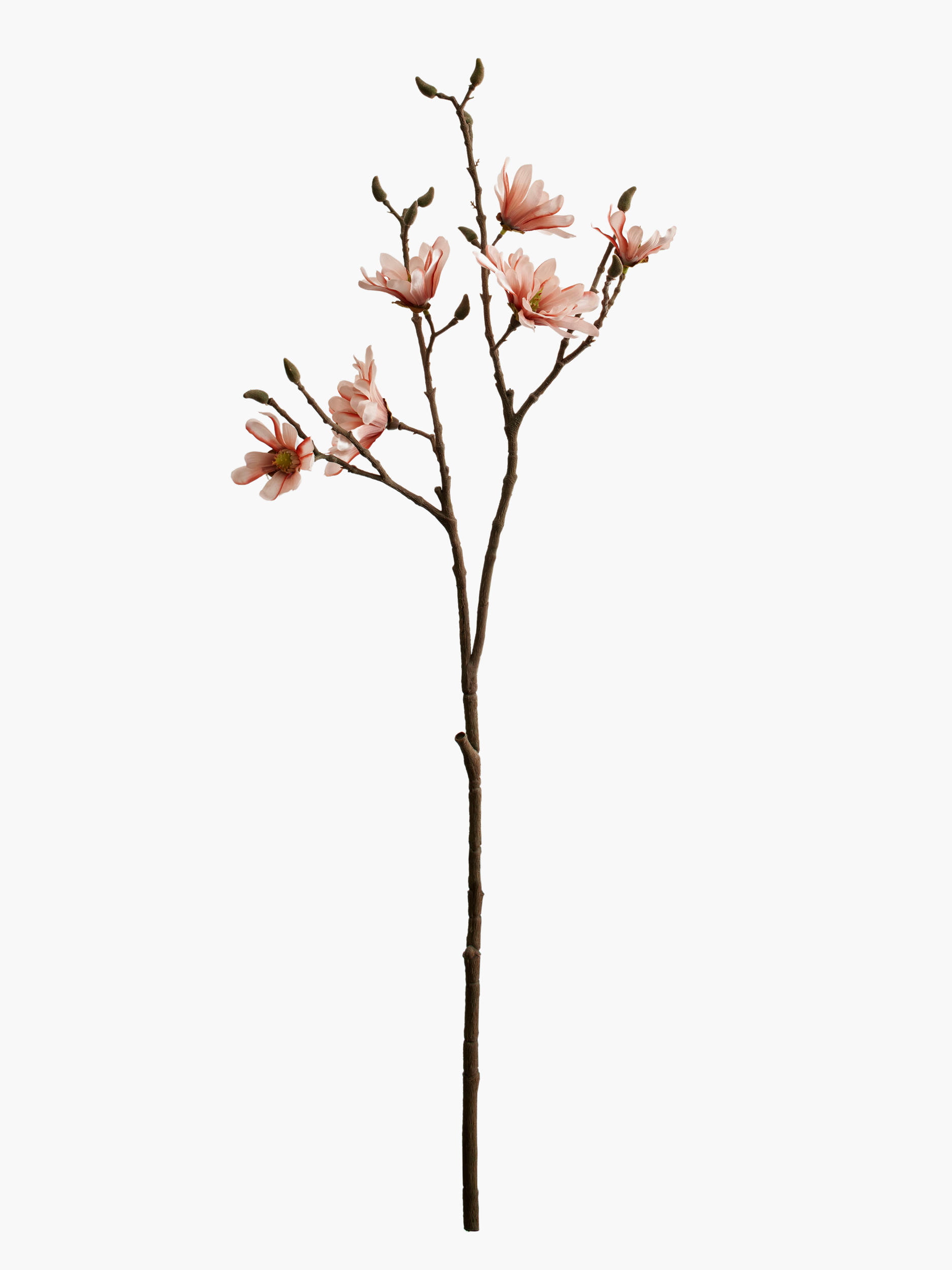 Medium Branch Star Magnolia - Coral Pink