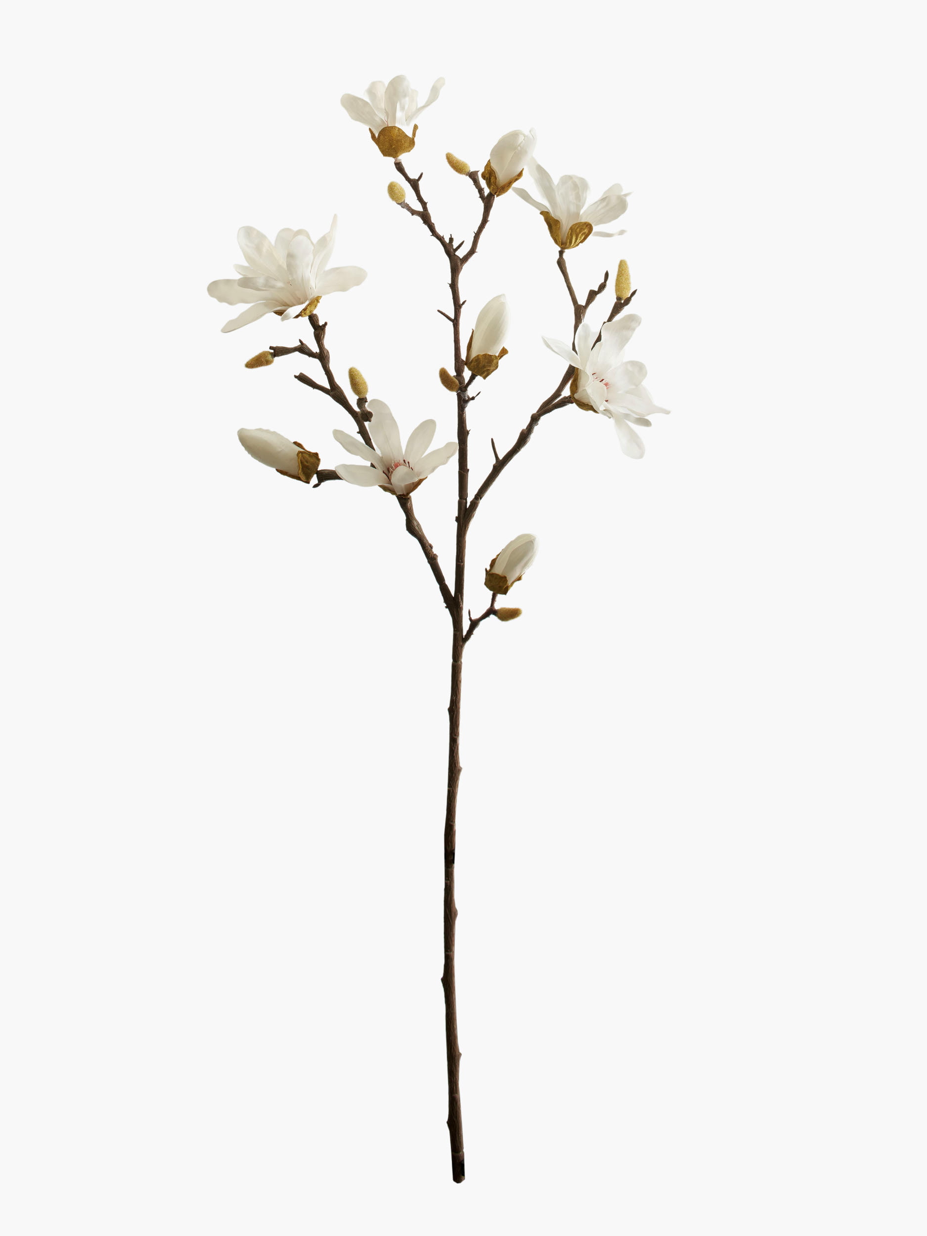 Large Branch Star Magnolia - White (Thorned Branch)