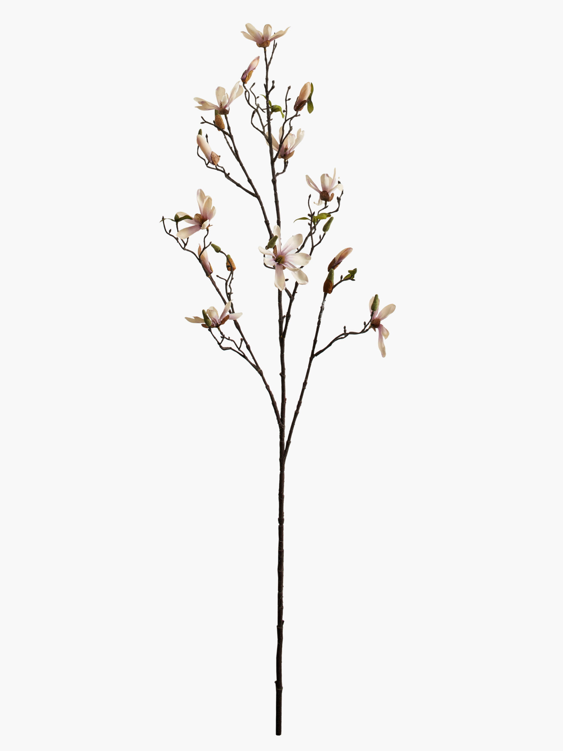 Large Branch Star Magnolia - Pink