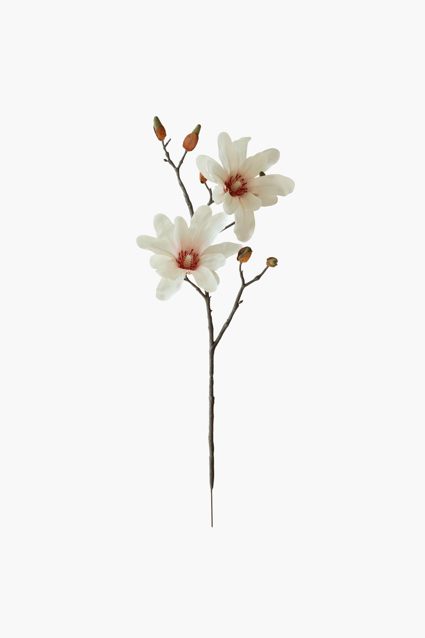 Short Branch Star Magnolia - Light Pink