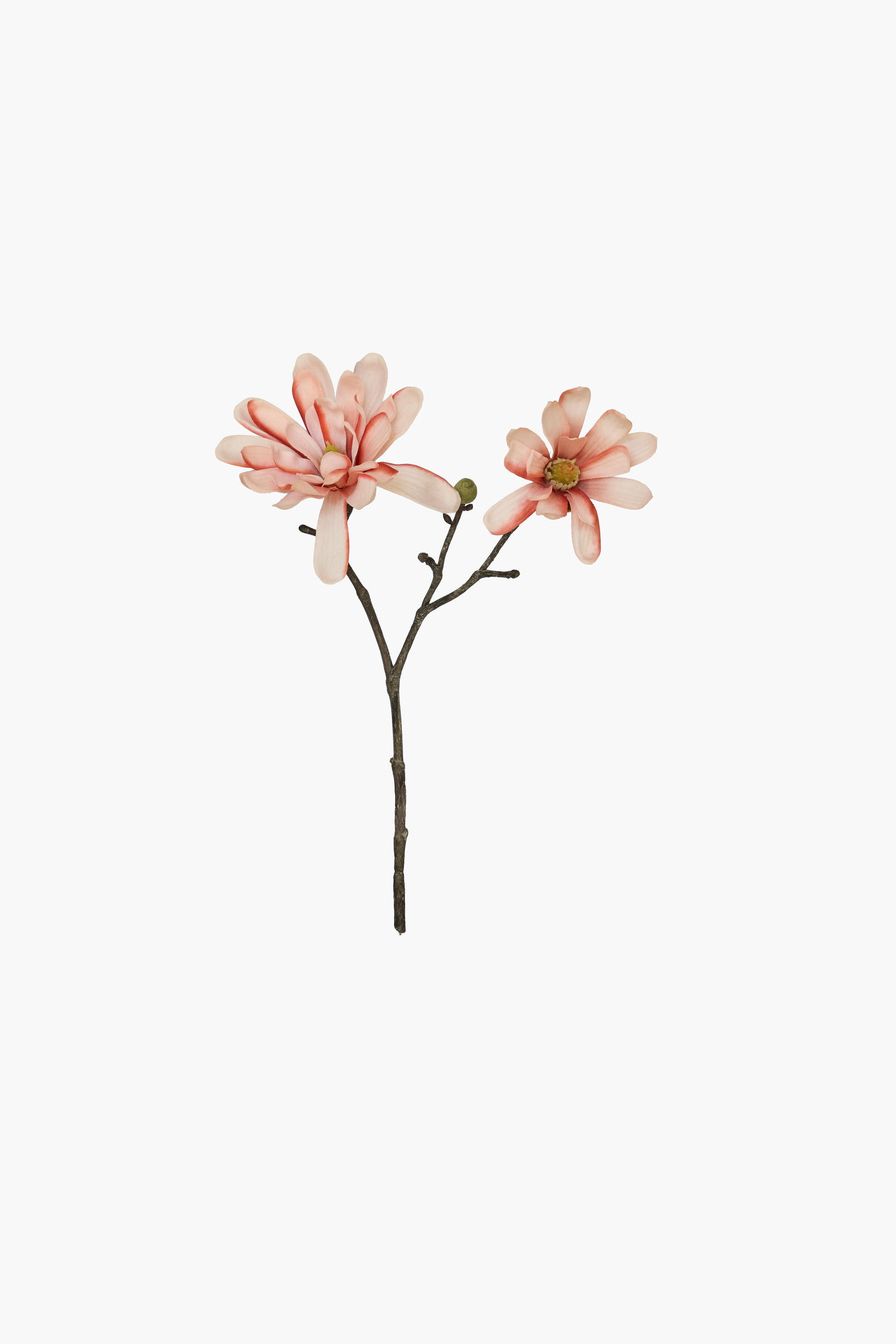 Short Branch Star Magnolia - Coral Pink