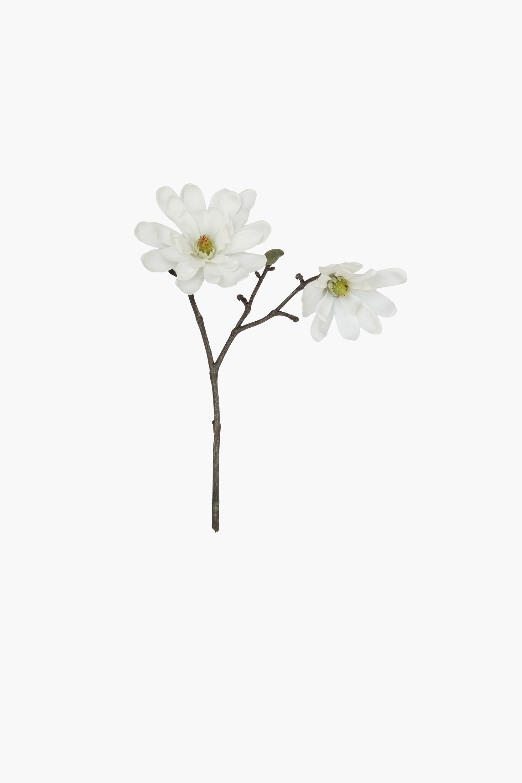 Short Branch Star Magnolia - White