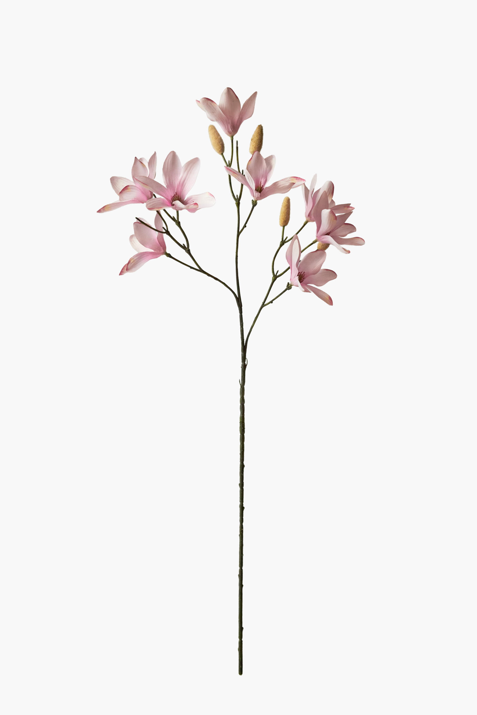 Medium Branch Star Magnolia - Pink