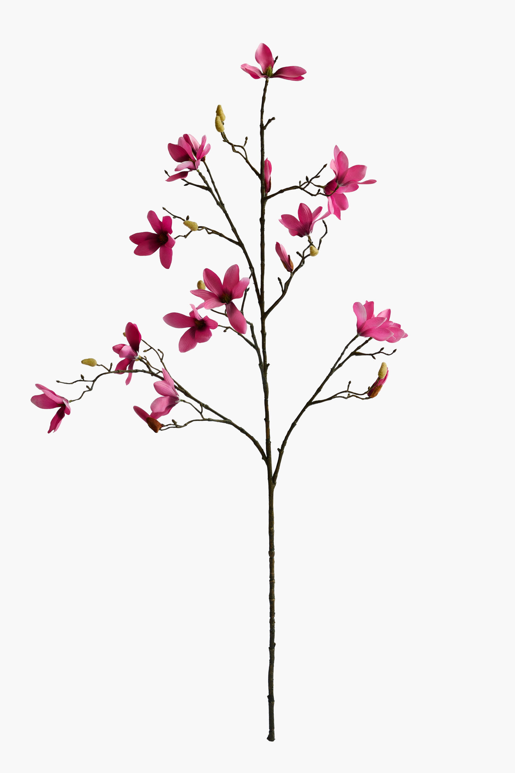 Large Branch Star Magnolia - Red