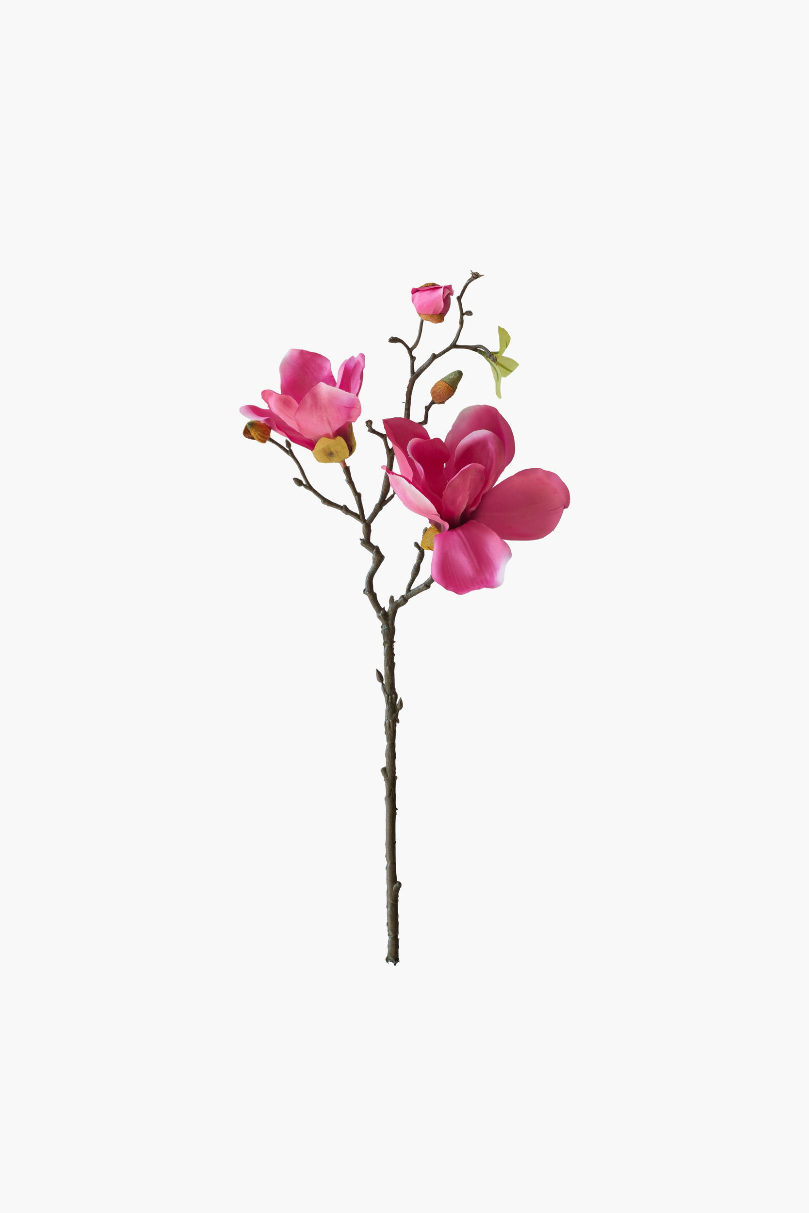 Short Branch Yulan Magnolia - Dark Red