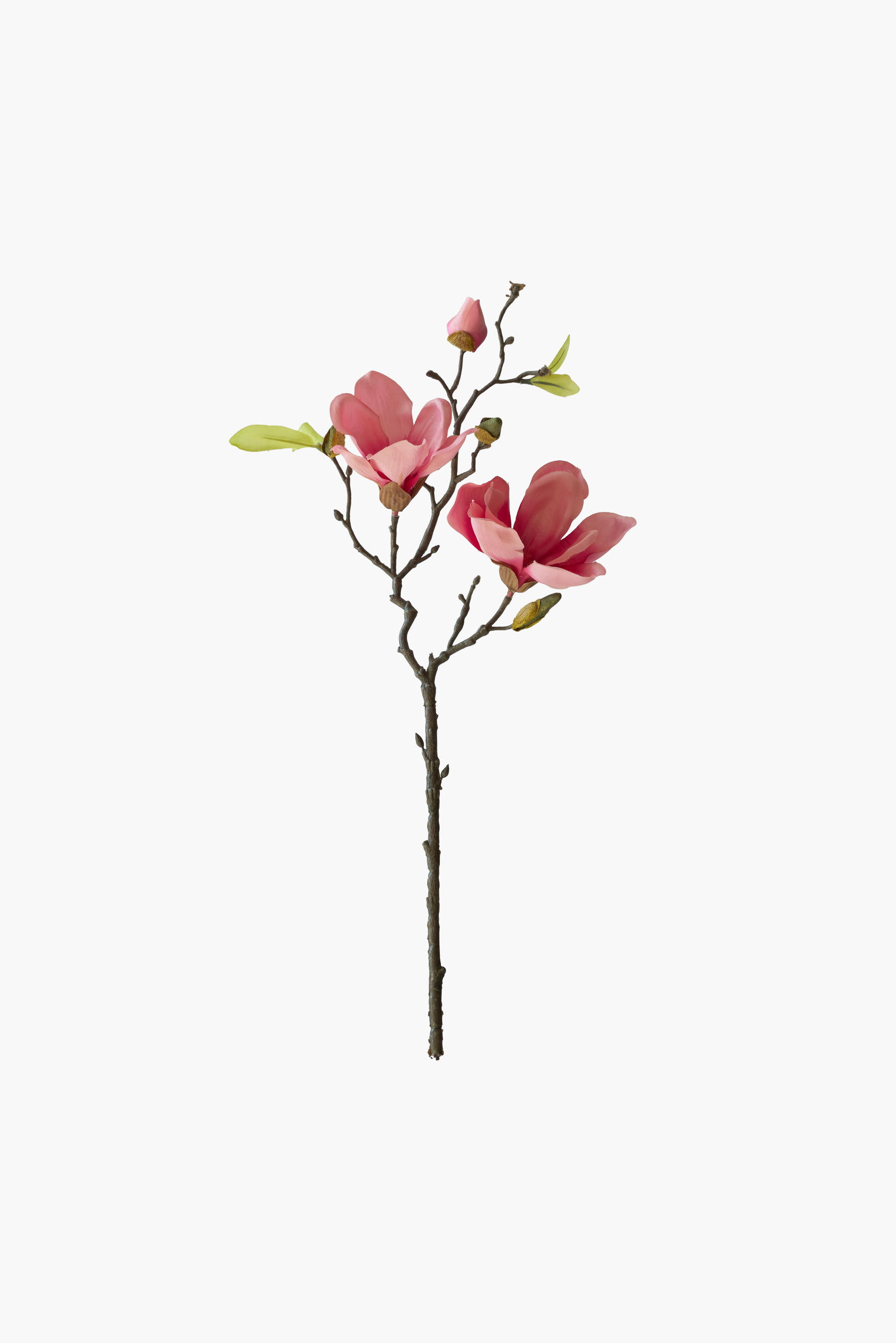 Short Branch Yulan Magnolia - Pink