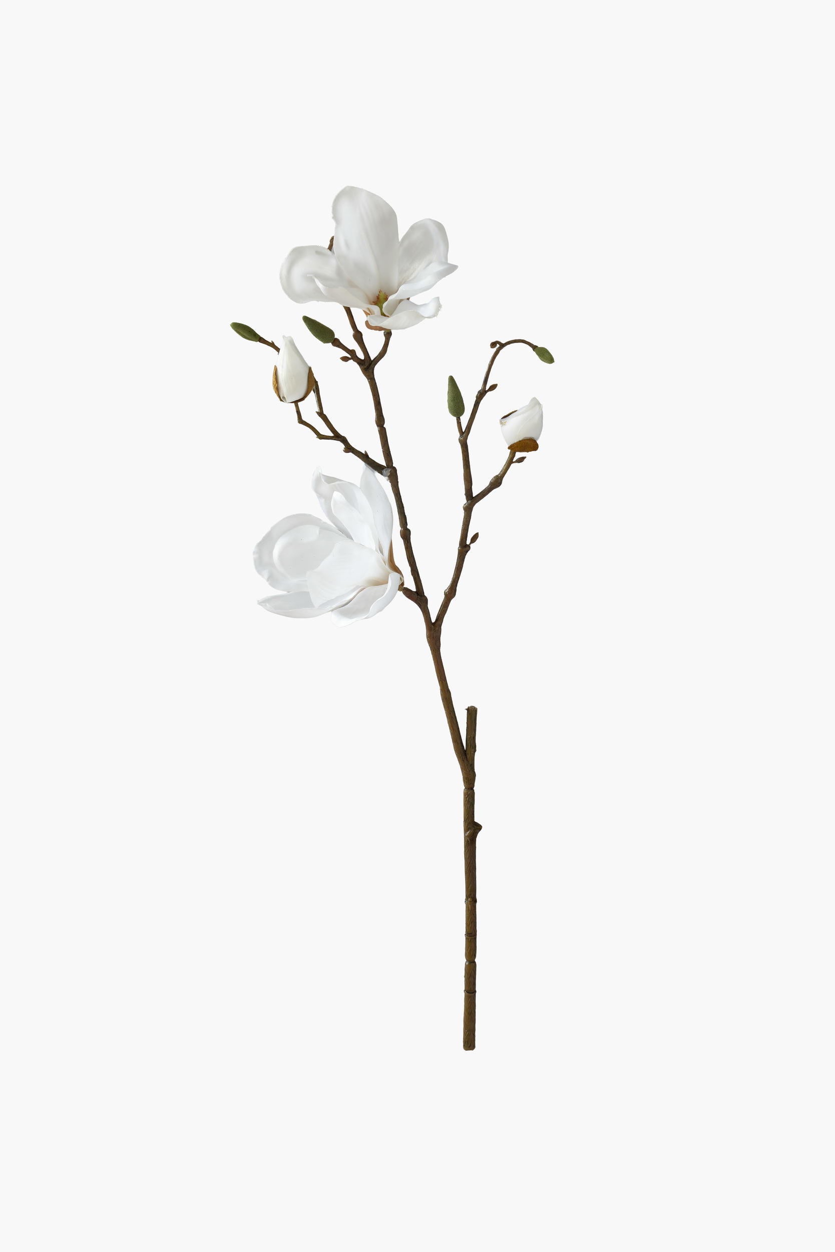 Short Branch Yulan Magnolia - White