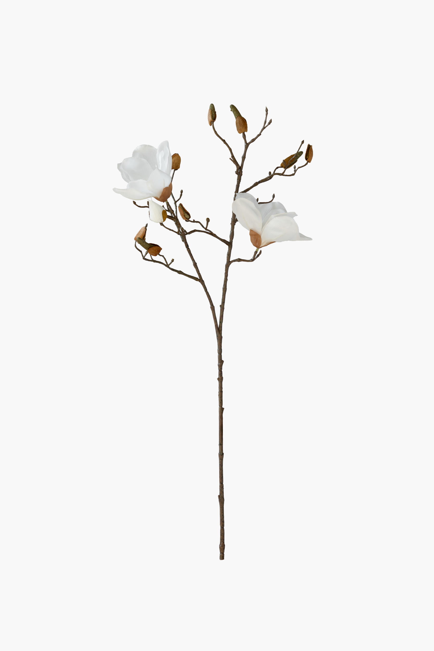 Short Branch Yulan Magnolia - White