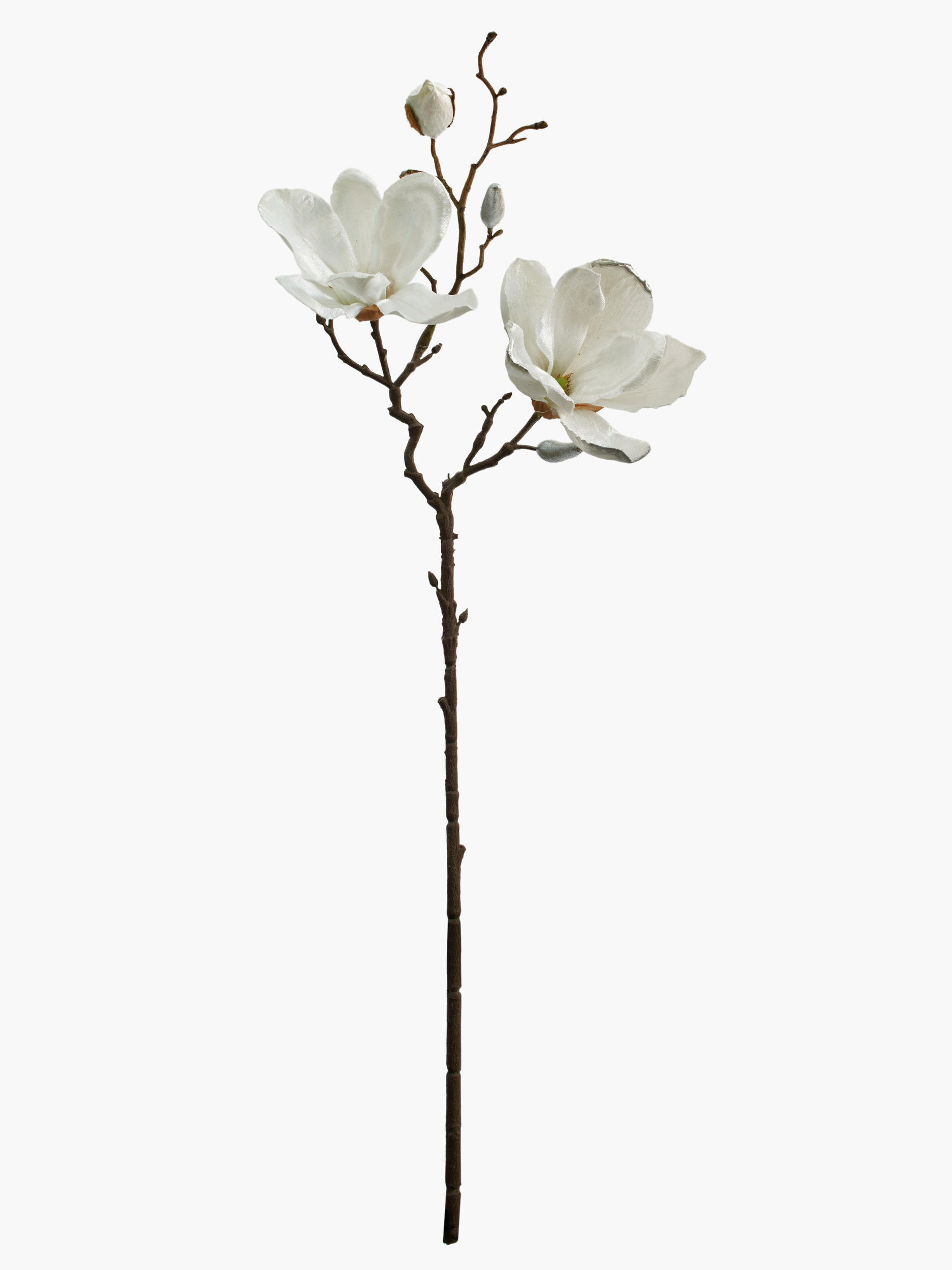 Short Branch Yulan Magnolia - White (Gilded Edge)