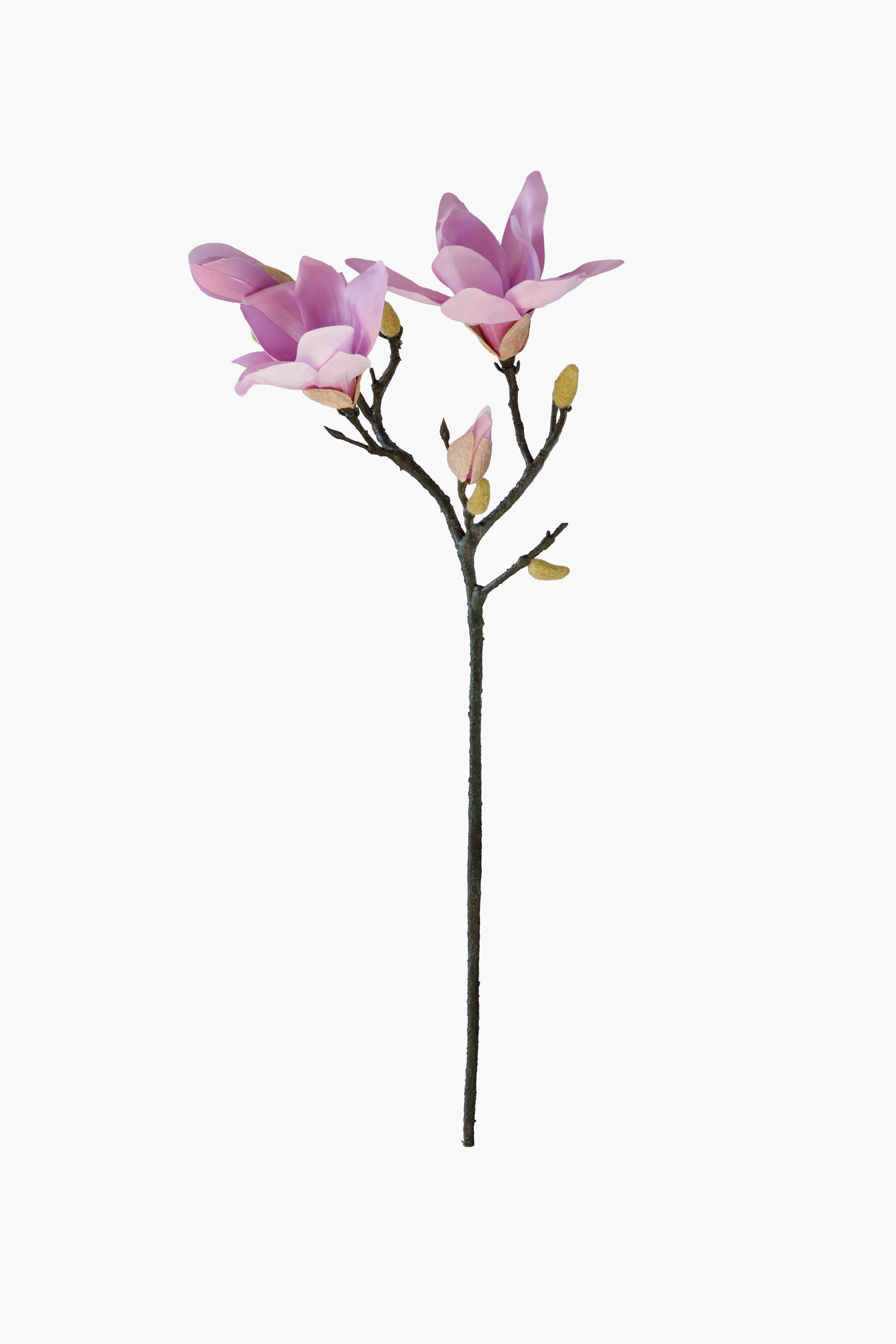 Short Branch Yulan Magnolia - FuchiaPink (Tube Stem)