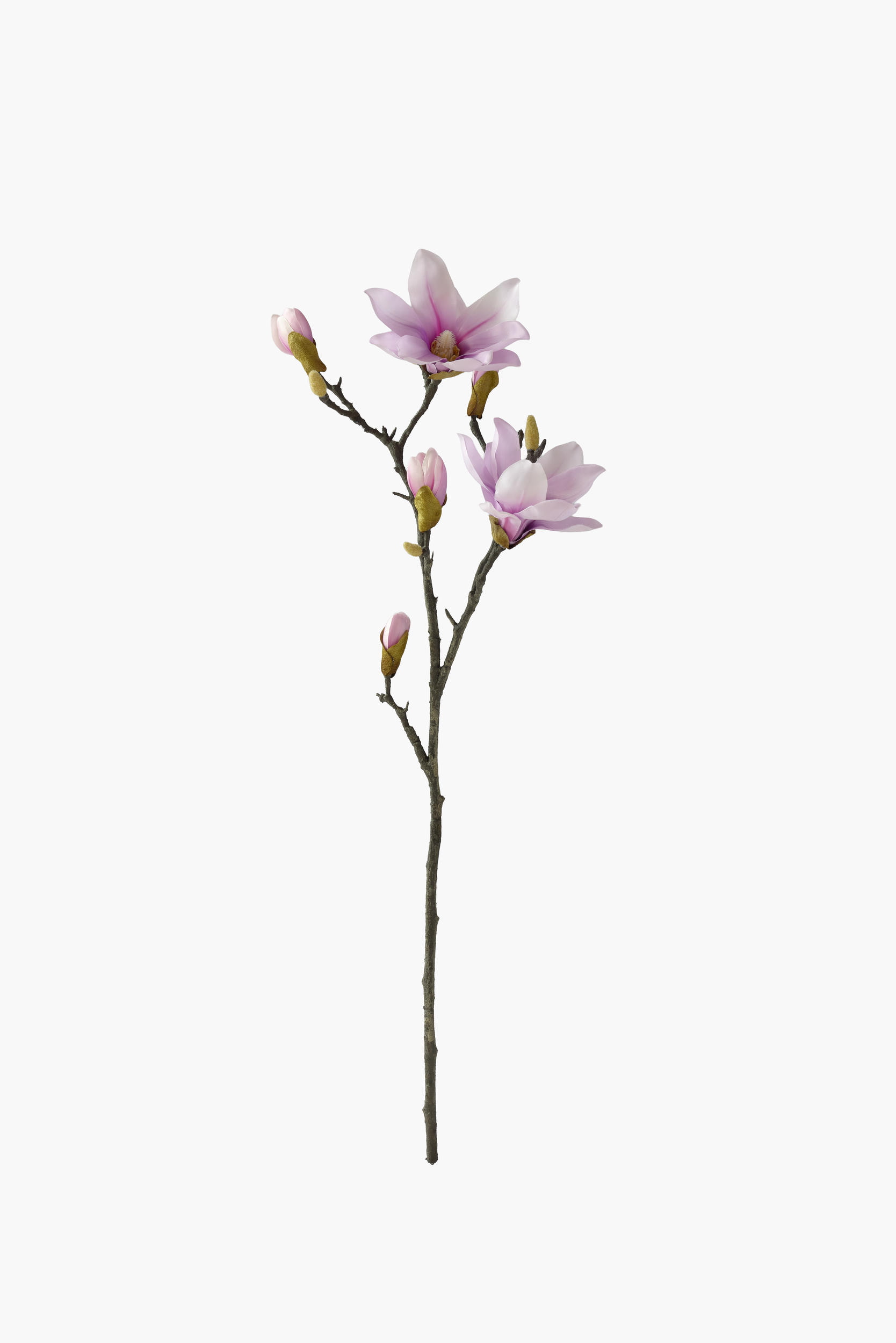 Medium Branch Yulan Magnolia - Purple (Thick Stem)