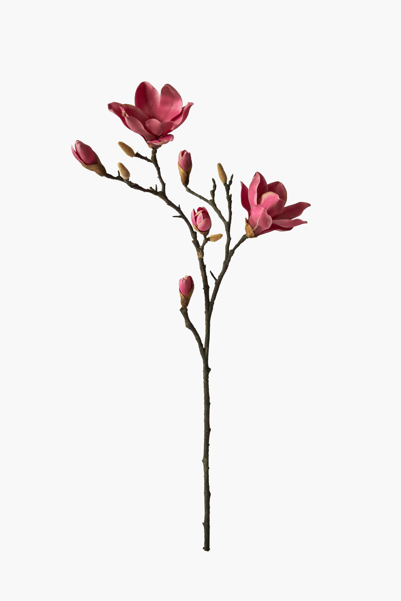 Medium Branch Yulan Magnolia - Red (Thick Stem)