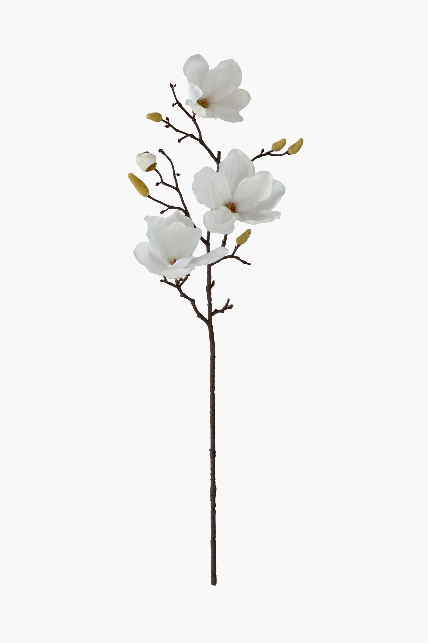 Medium Branch Yulan Magnolia - White