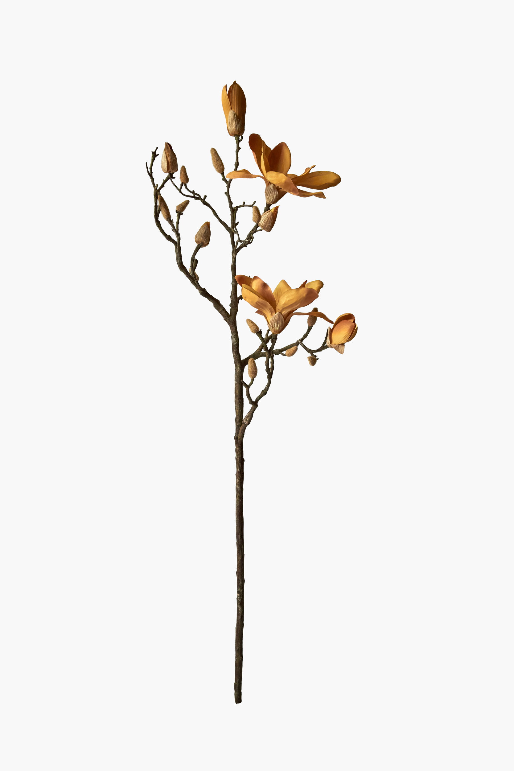 Large Branch Yulan Magnolia - Autumn (Thick Stem)