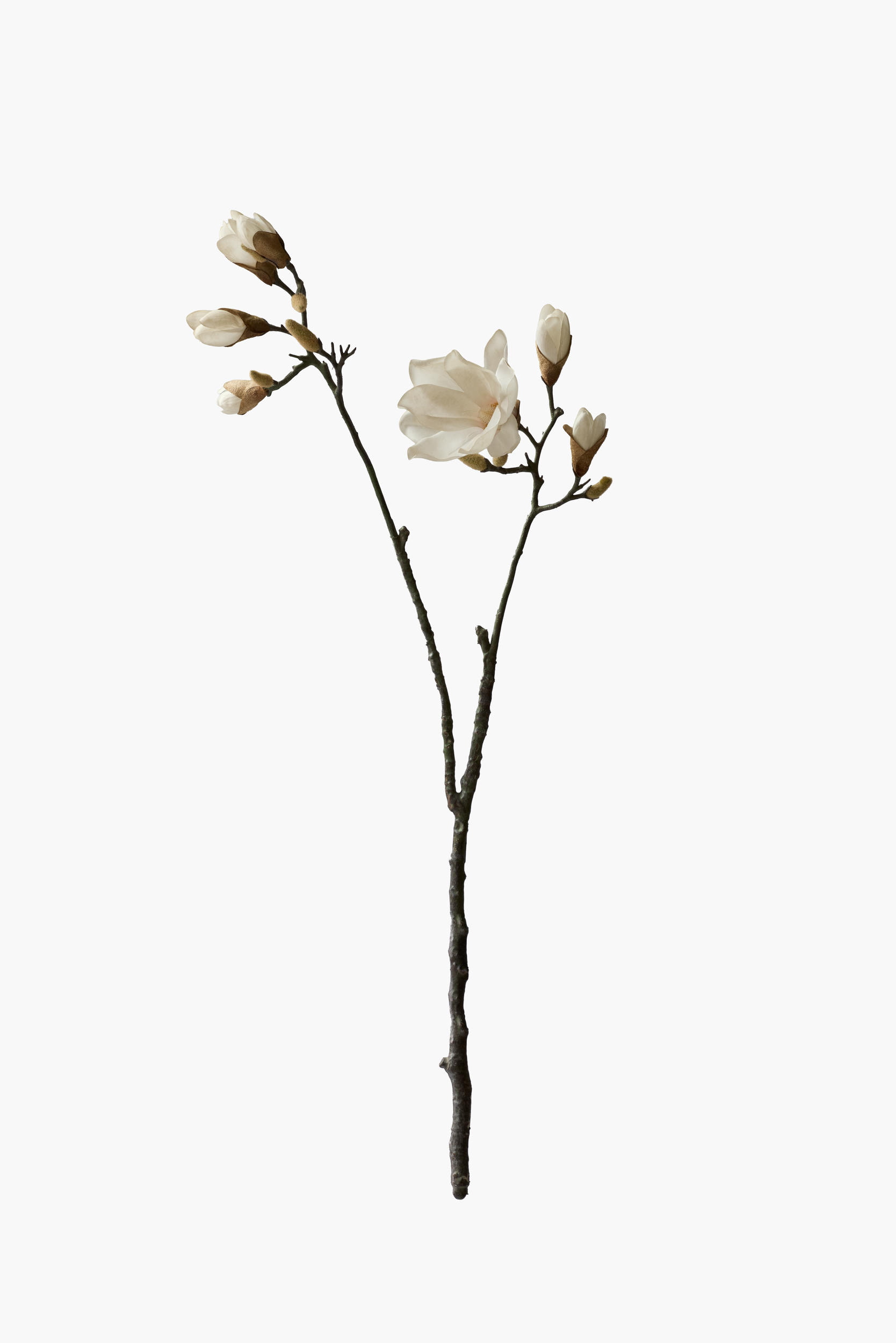 Large Branch Yulan Magnolia - Cream (Bifurcated)