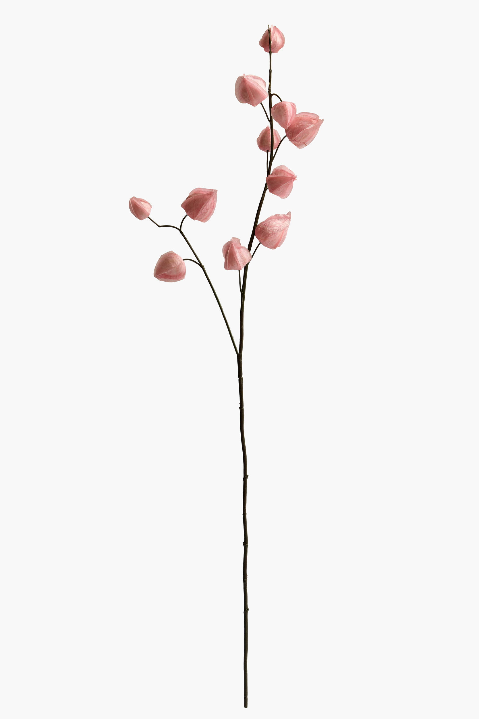 Medium Branch Physalis - Color 02