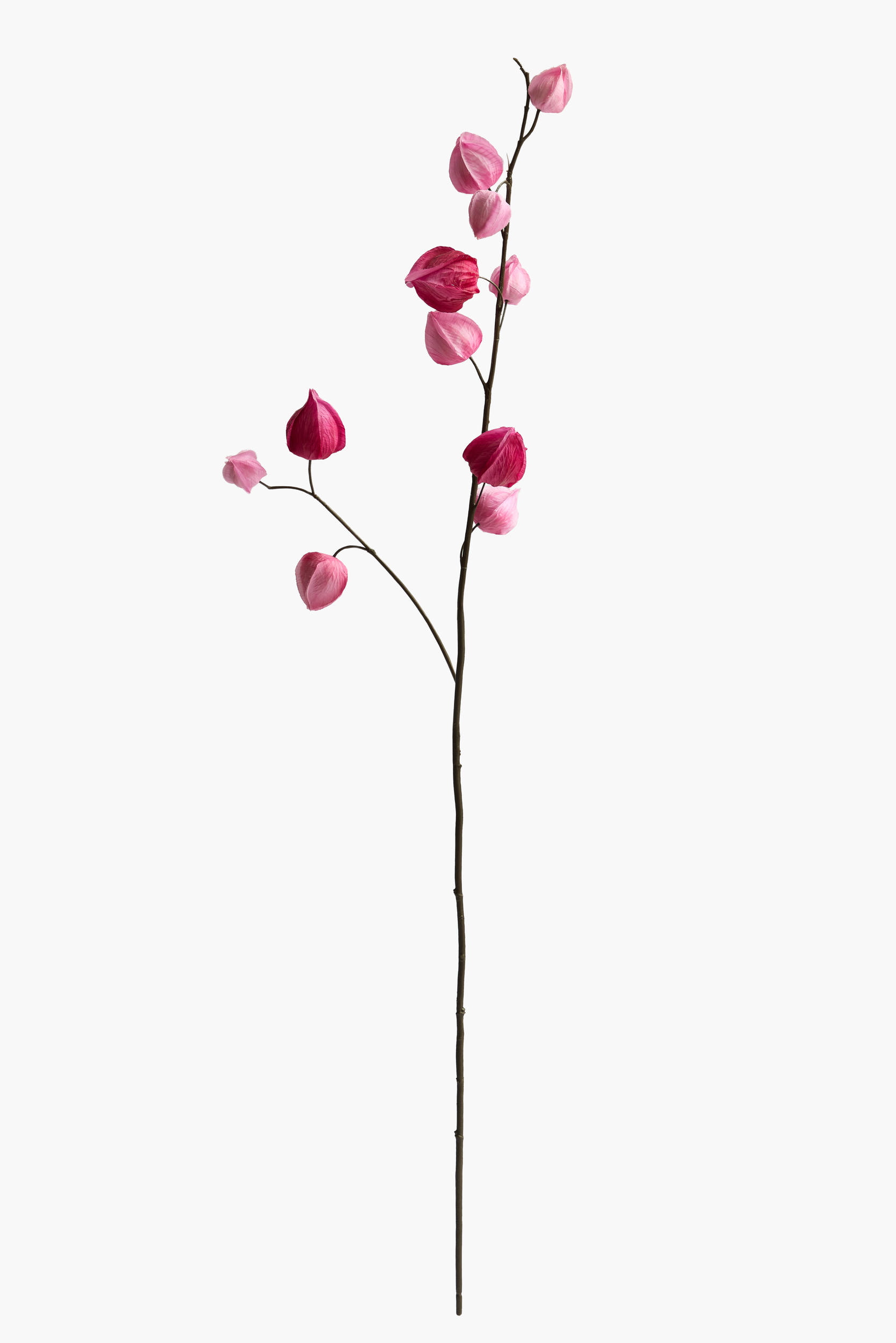 Medium Branch Physalis - Color 03