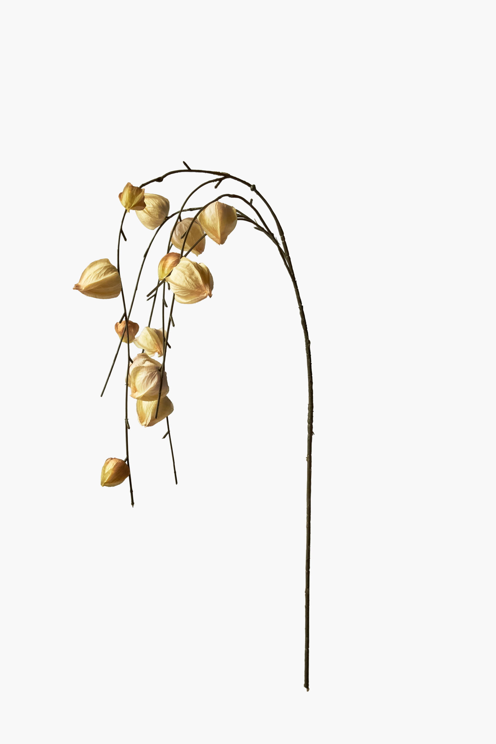 Large Branch Physalis - Color 06