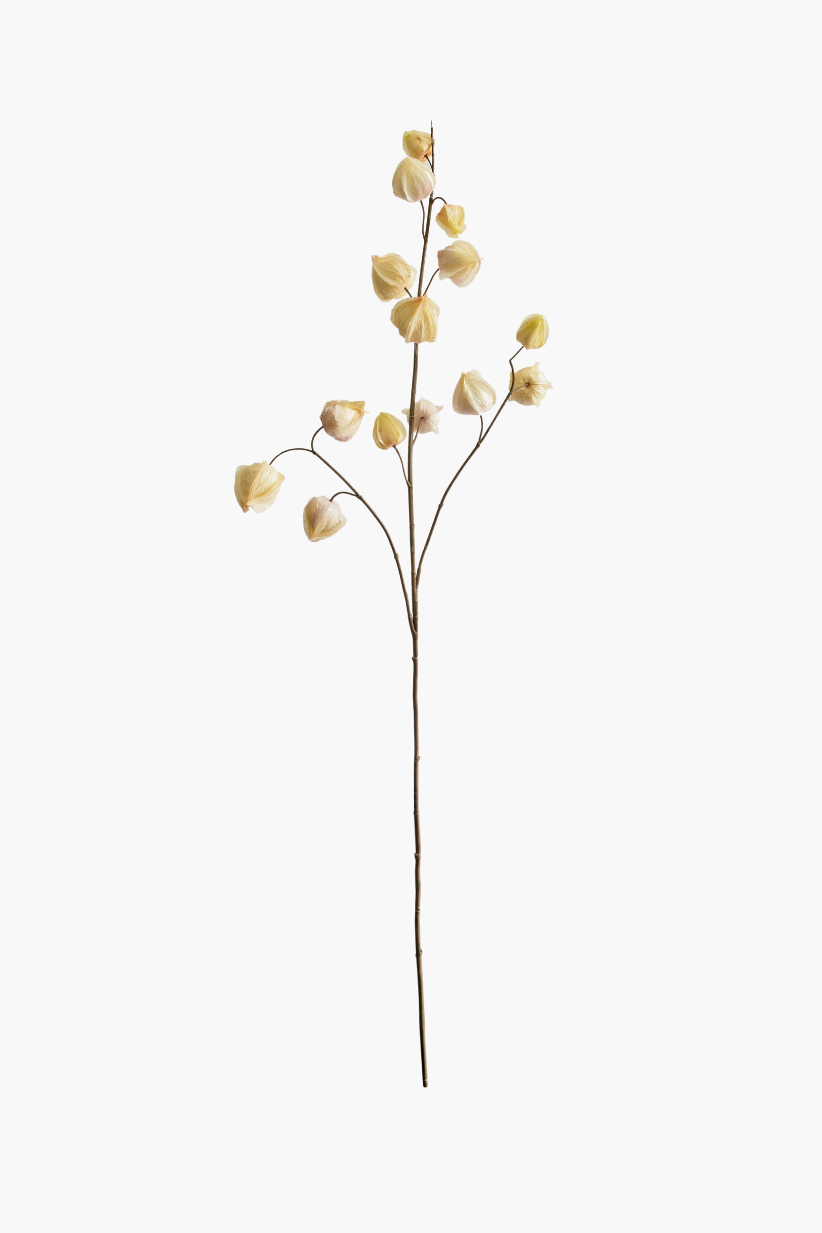 Large Branch Physalis - Color 05