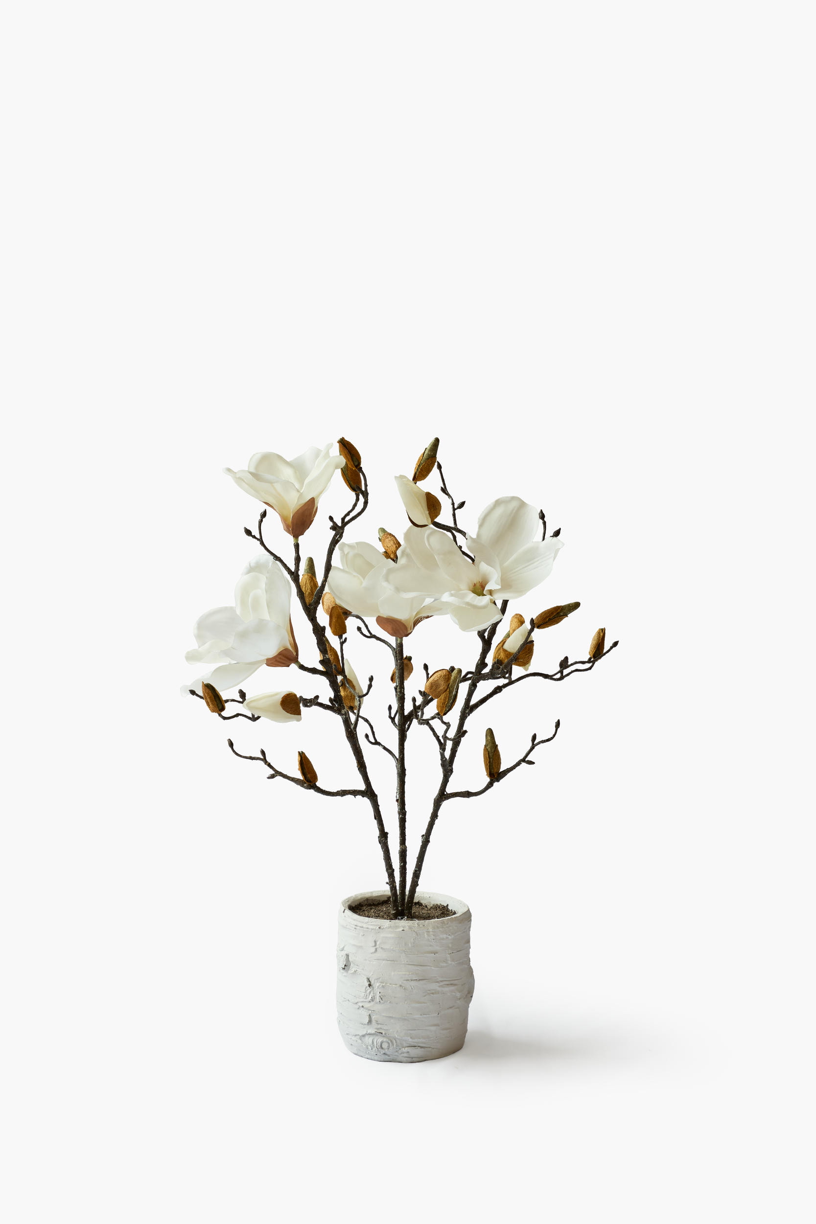 Short Branch Magnolia Potted - White