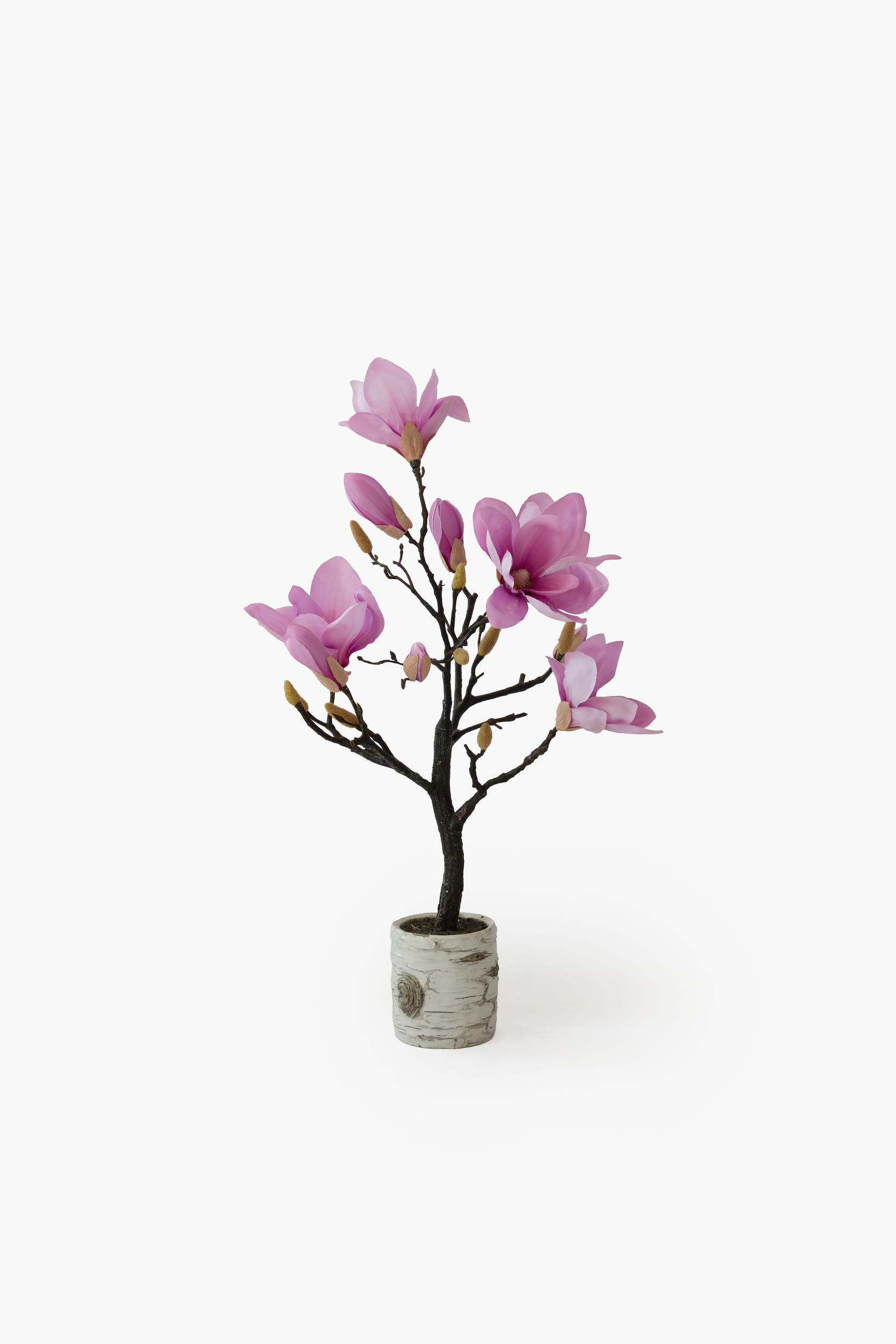 Short Branch Magnolia Potted - Pink
