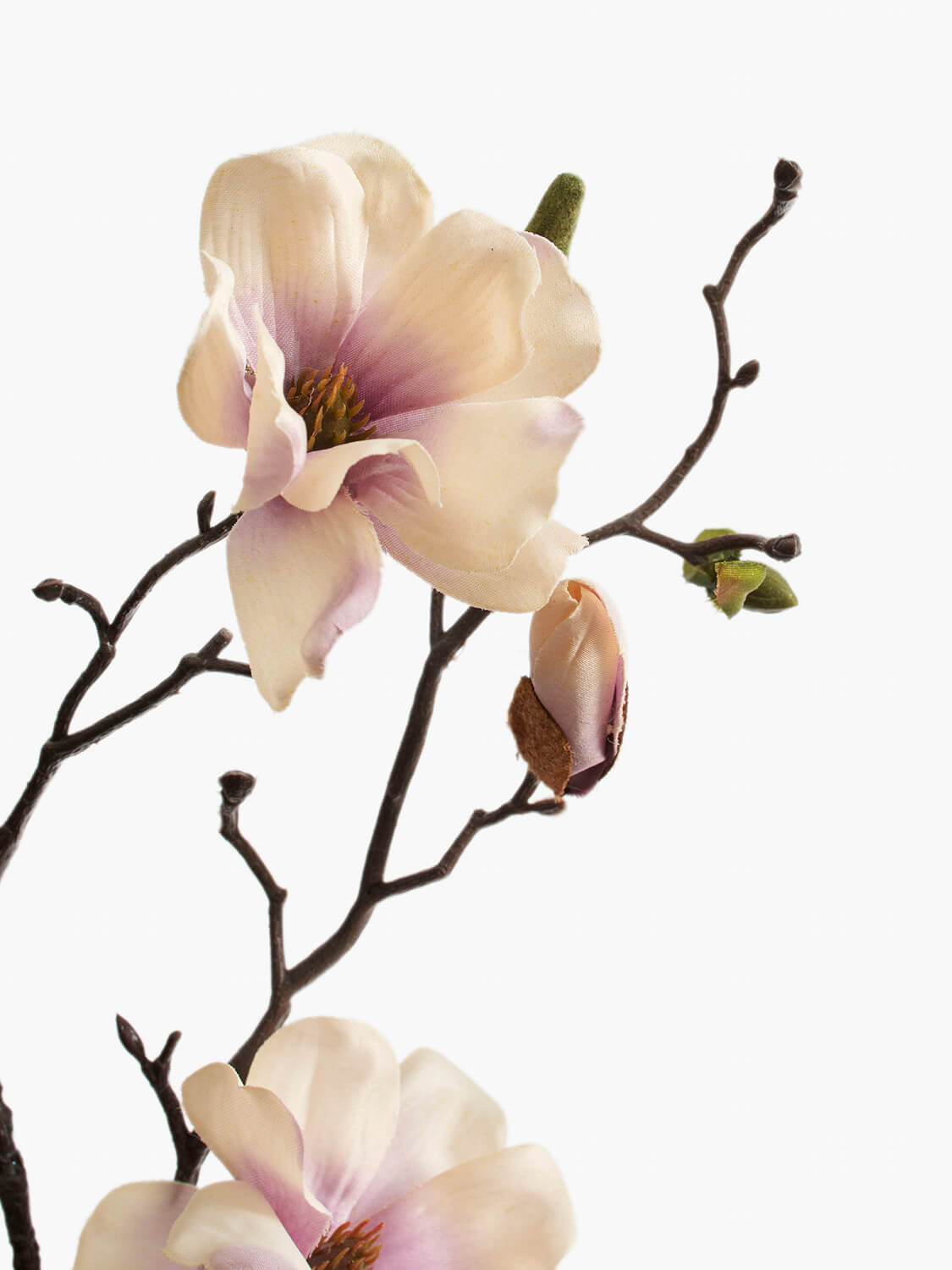 Saucer Magnolia