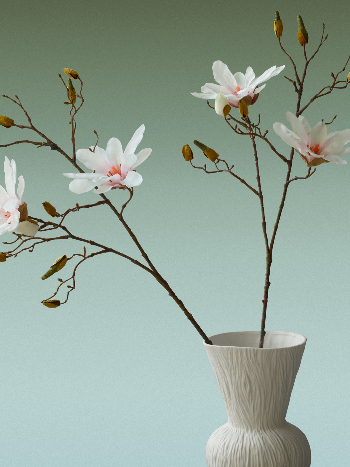 Star Magnolia
